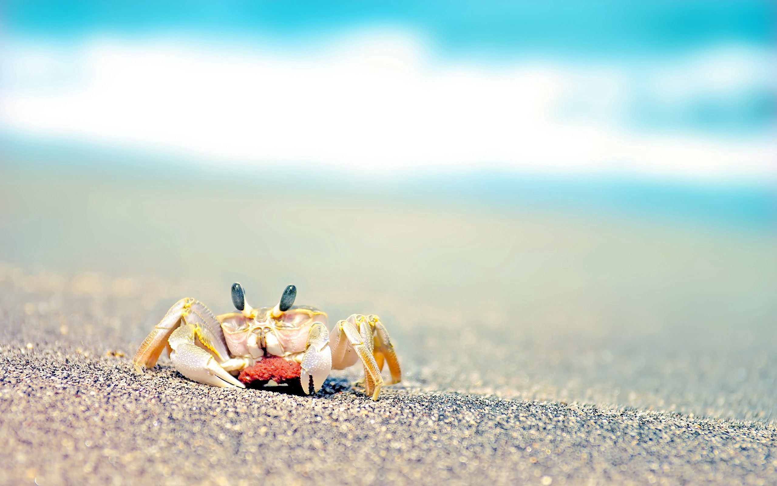 vertical wallpaper crab, animals, waves, sand, spray