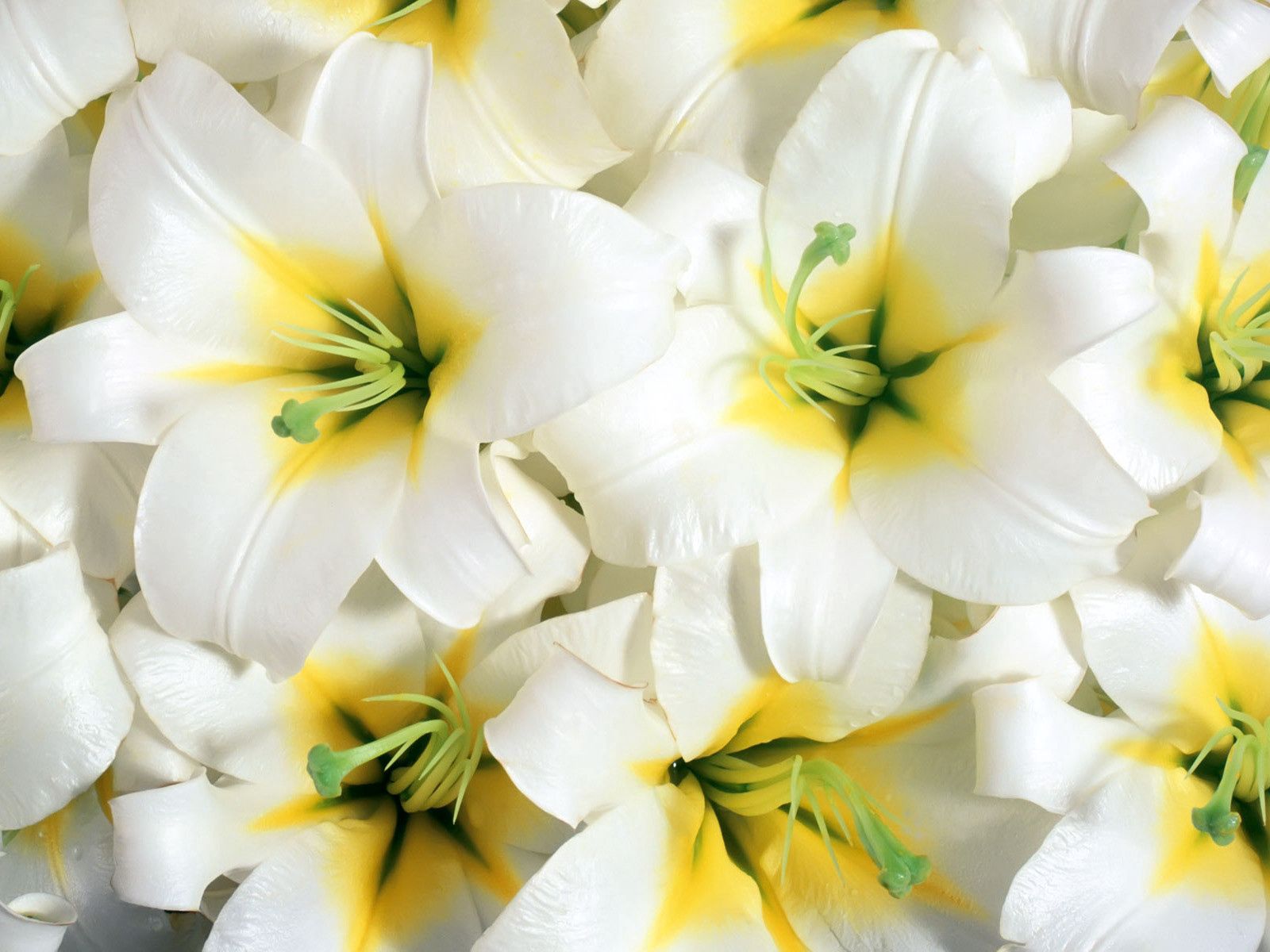 Download mobile wallpaper Stamens, Lilies, Close Up, Flowers for free.