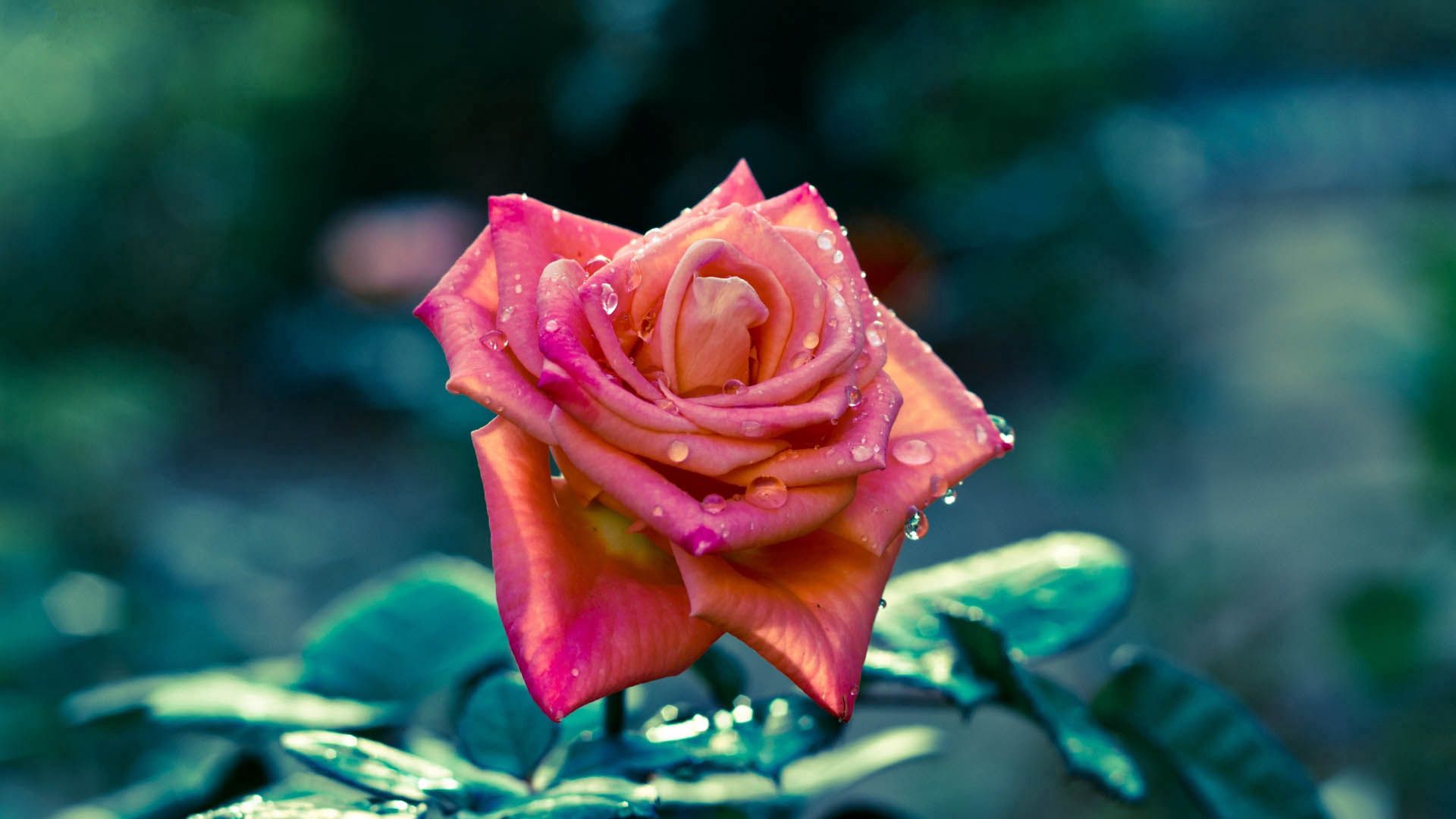 Free download wallpaper Flowers, Striped, Drops, Plant, Rose, Rose Flower, Petals on your PC desktop