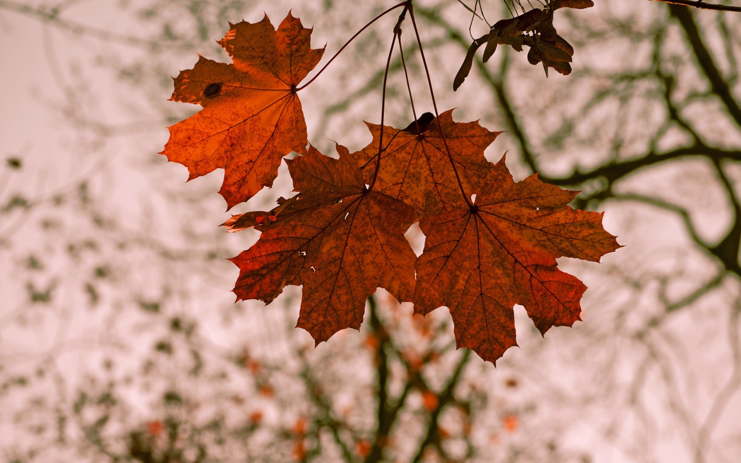 earth, leaf, fall, maple leaf HD wallpaper