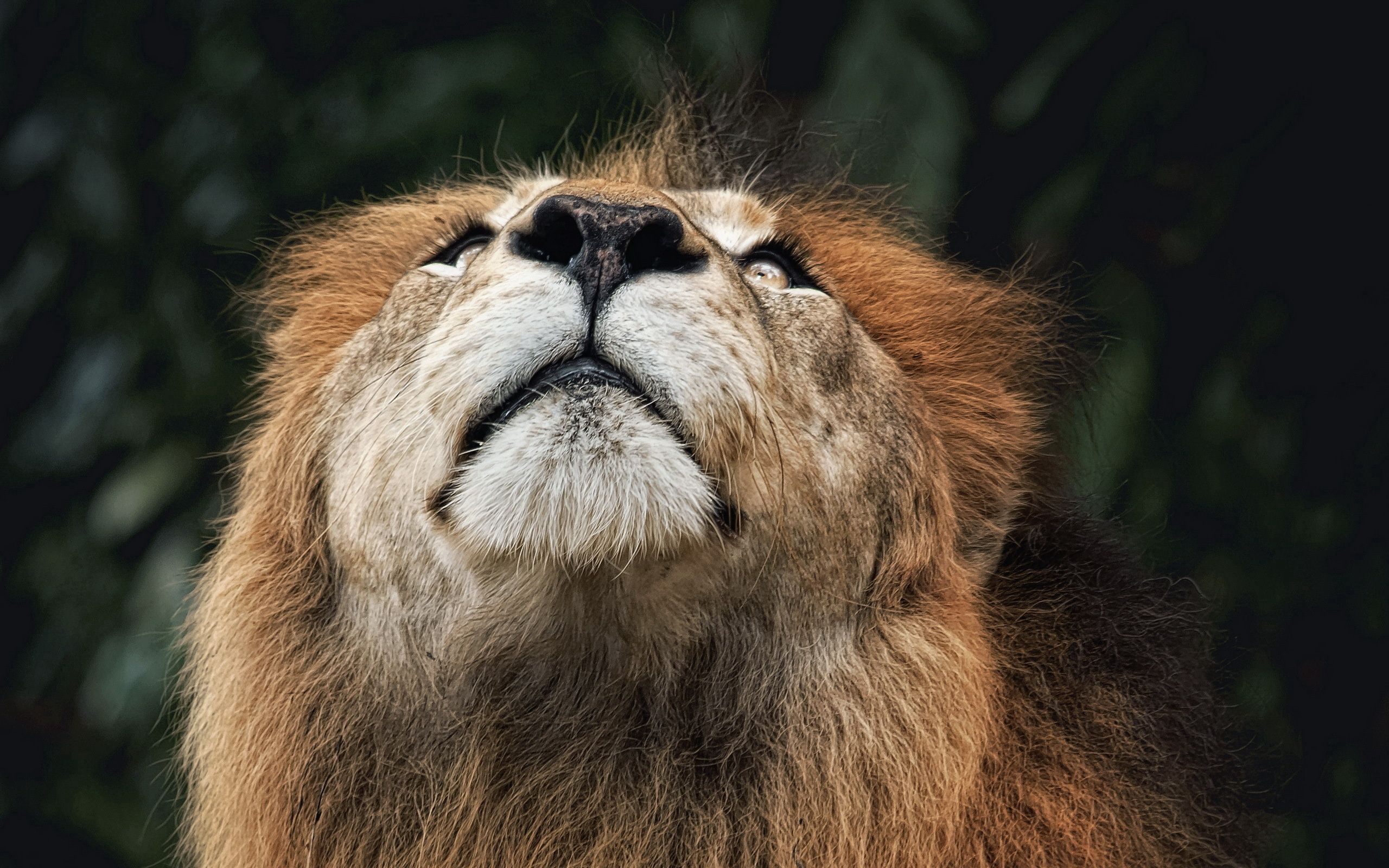 155042 descargar fondo de pantalla animales, bozal, un leon, león, nariz, buscar, mirando hacia arriba: protectores de pantalla e imágenes gratis