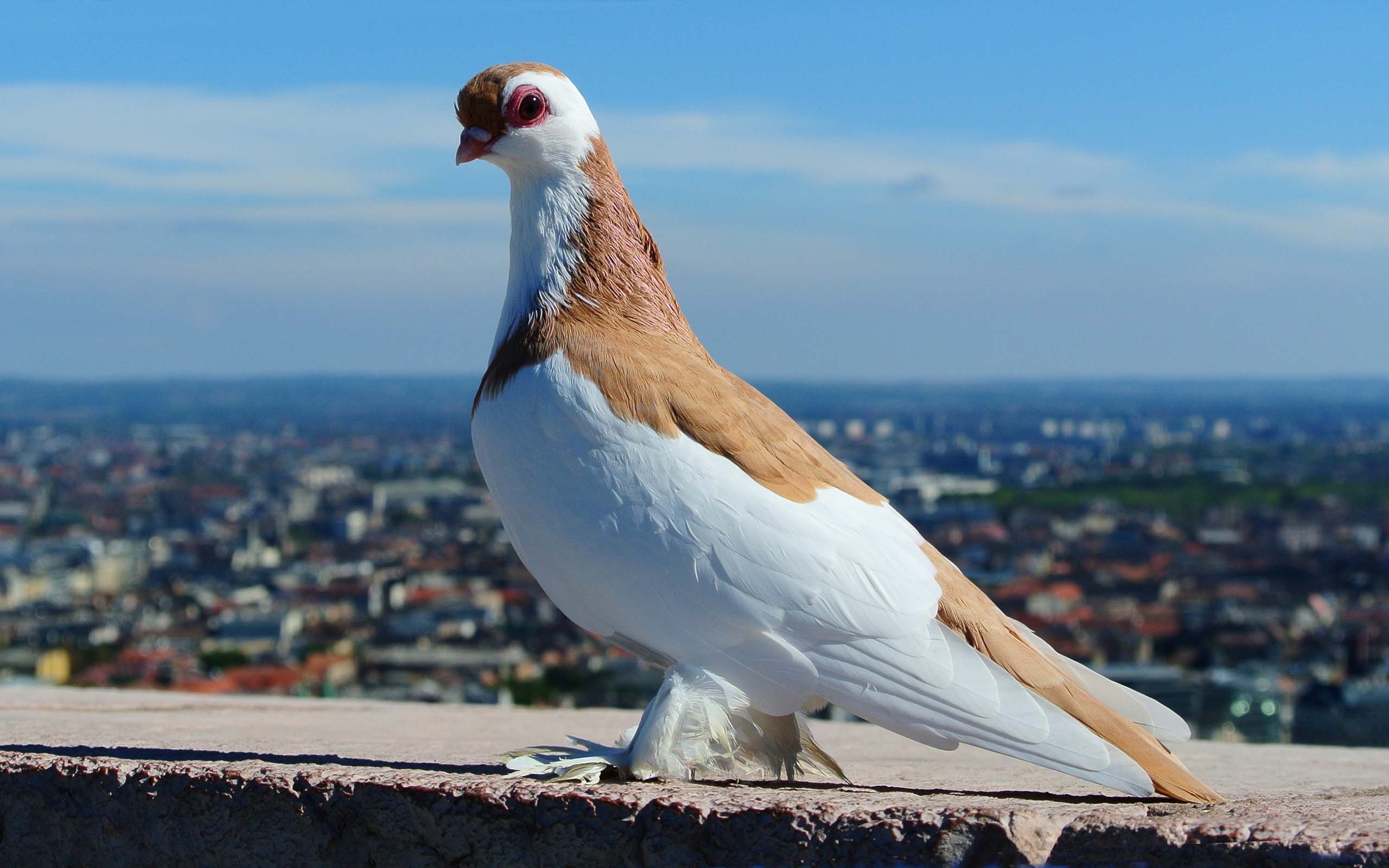 372933 descargar imagen animales, paloma, ave, aves: fondos de pantalla y protectores de pantalla gratis