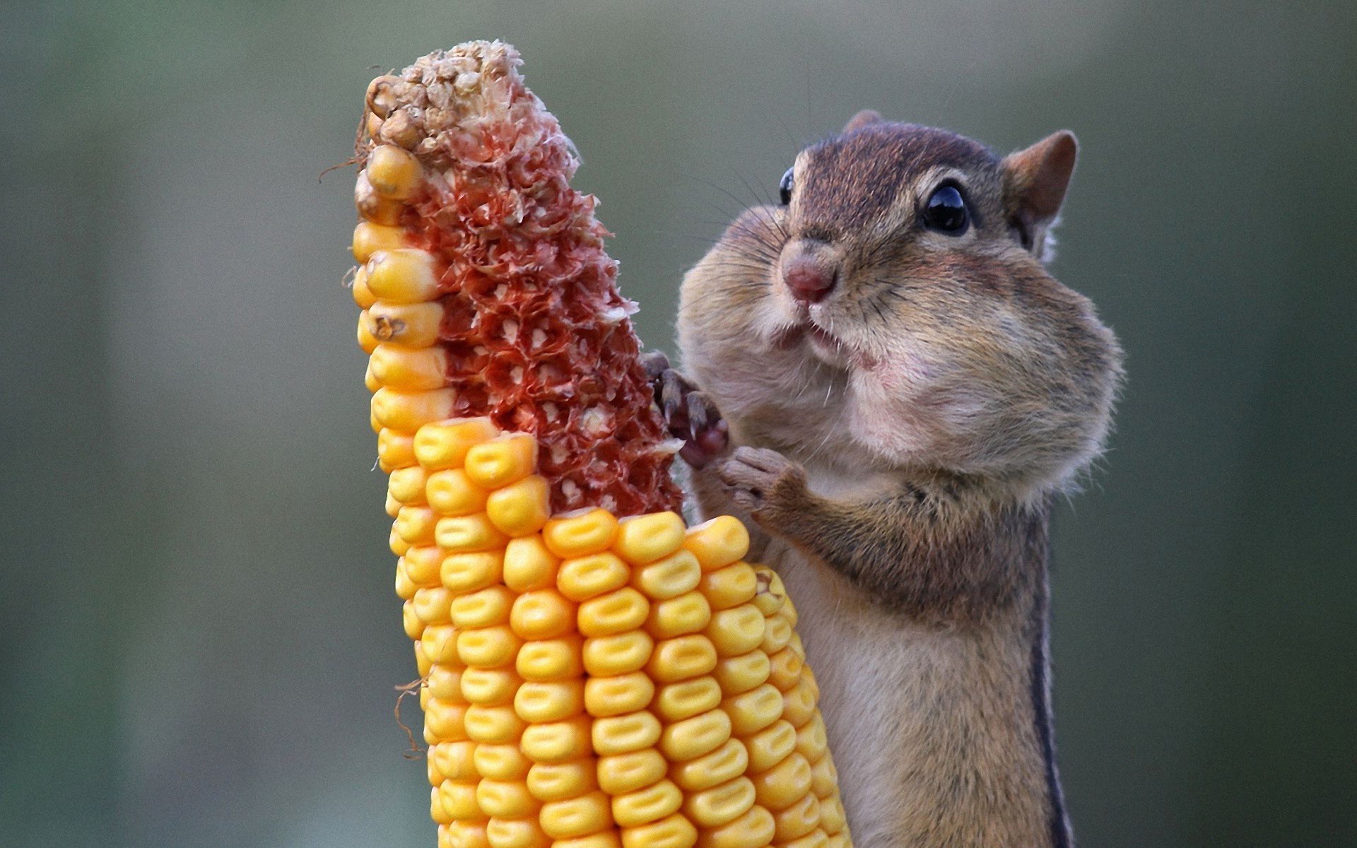 funny, animal, chipmunk, corn