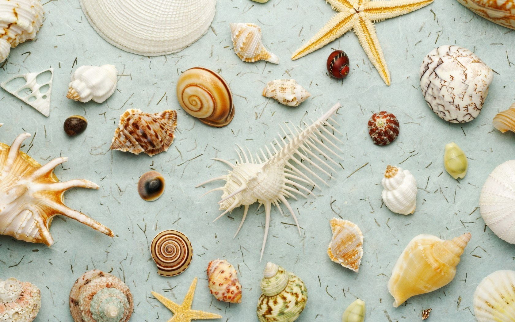 shells, background, gray cellphone