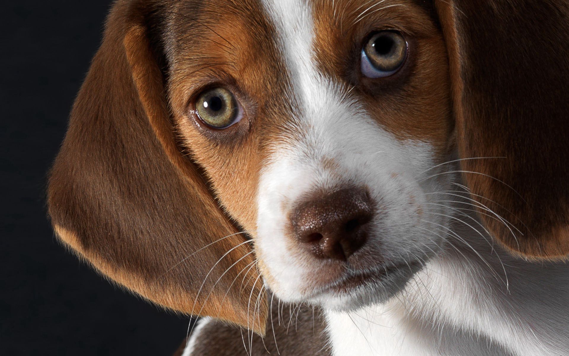 Download mobile wallpaper Dog, Ears, Muzzle, Animals, Beagle, Puppy for free.