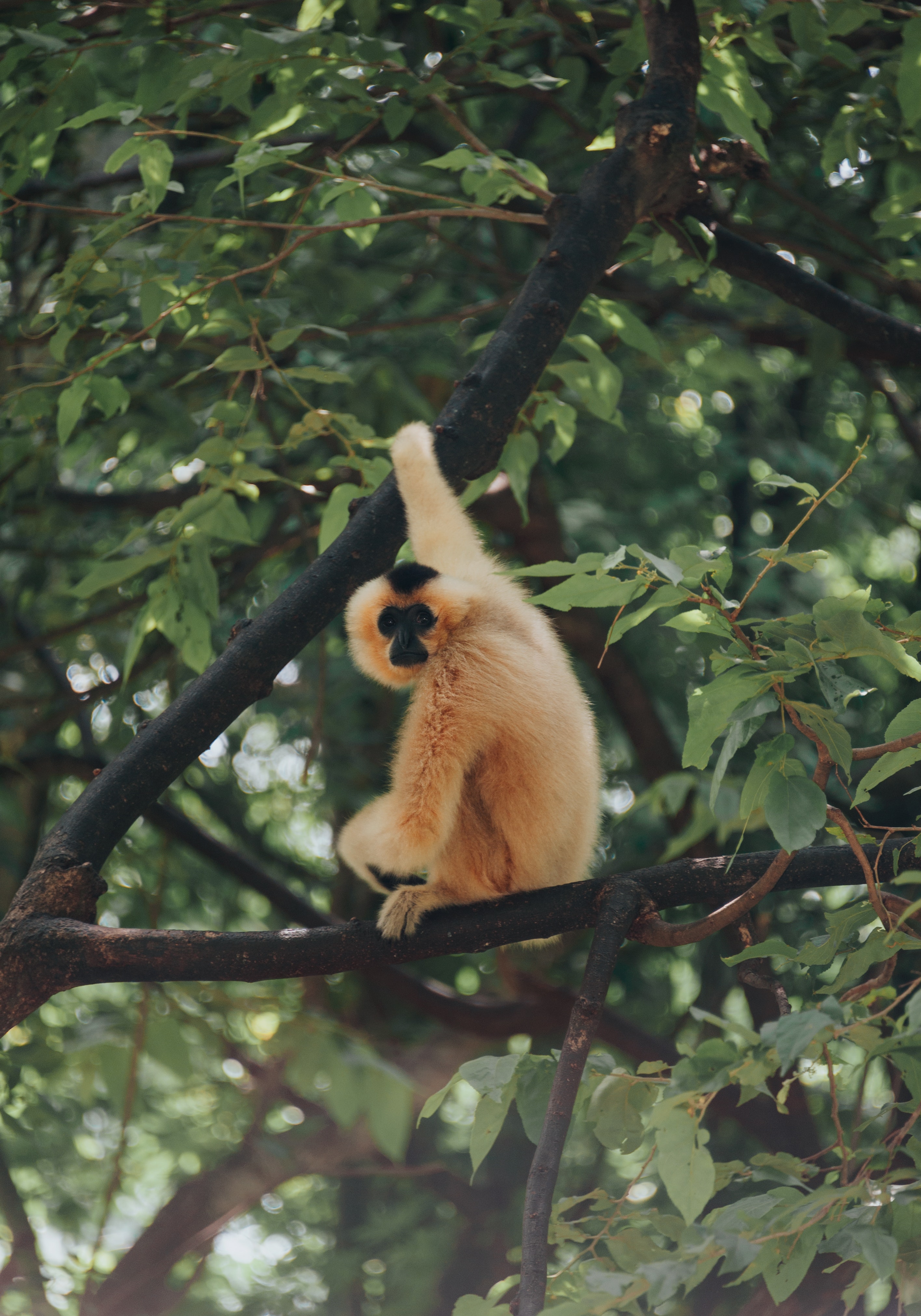 monkey, animals, branches, primate HD wallpaper