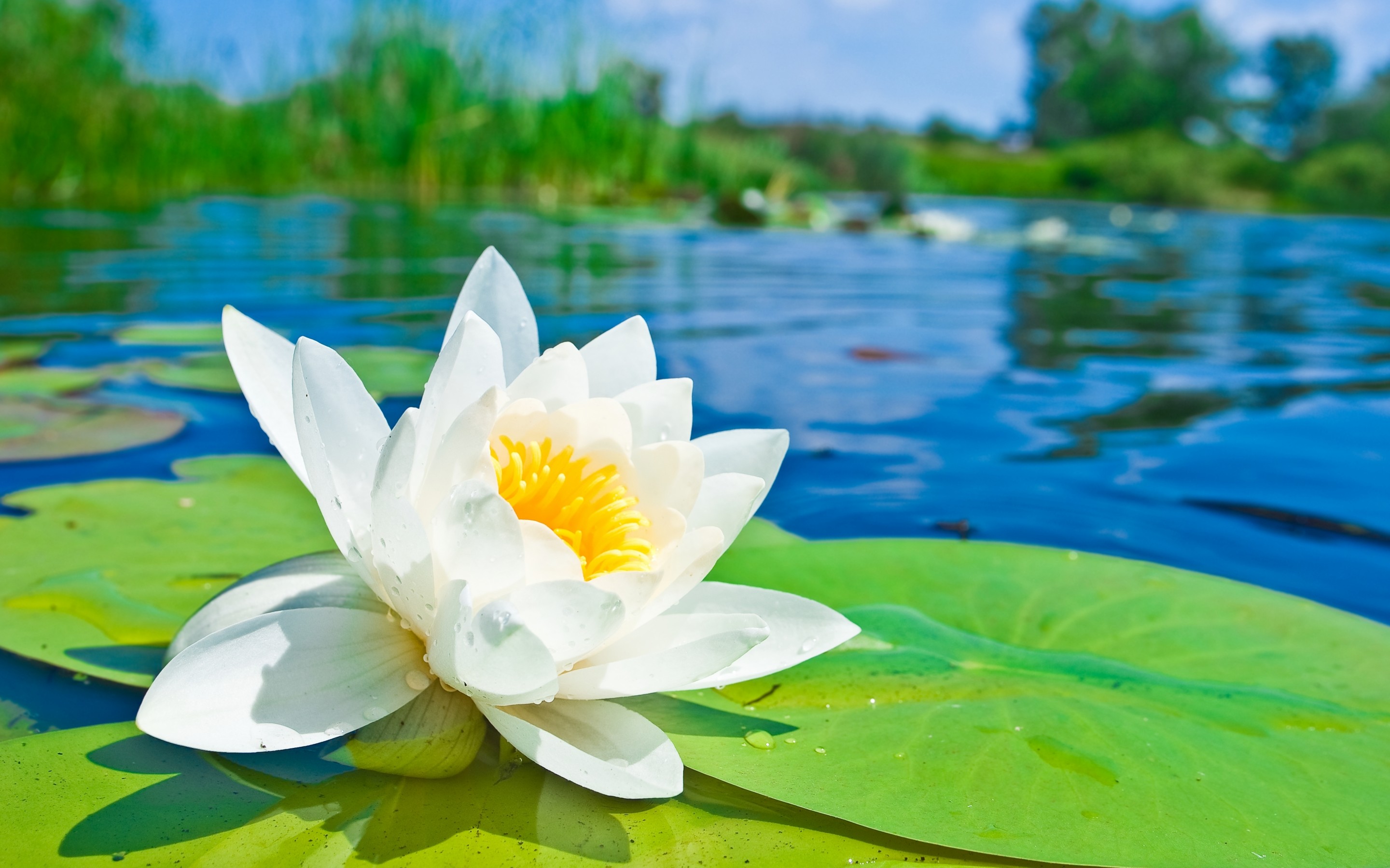 Download mobile wallpaper Lily Pad, Water Lily, Close Up, White Flower, Flowers, Nature, Flower, Earth for free.