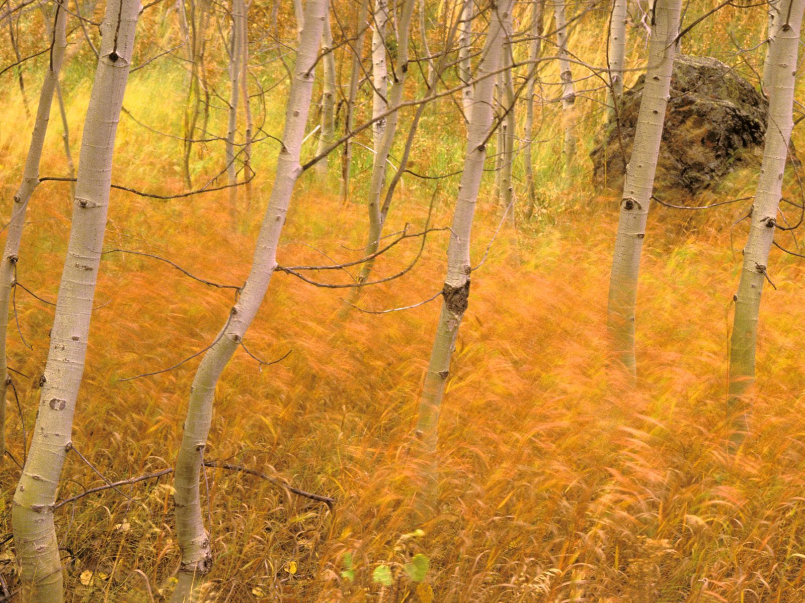 Скачать картинку Трава, Деревья, Лес, Природа, Осень в телефон бесплатно.