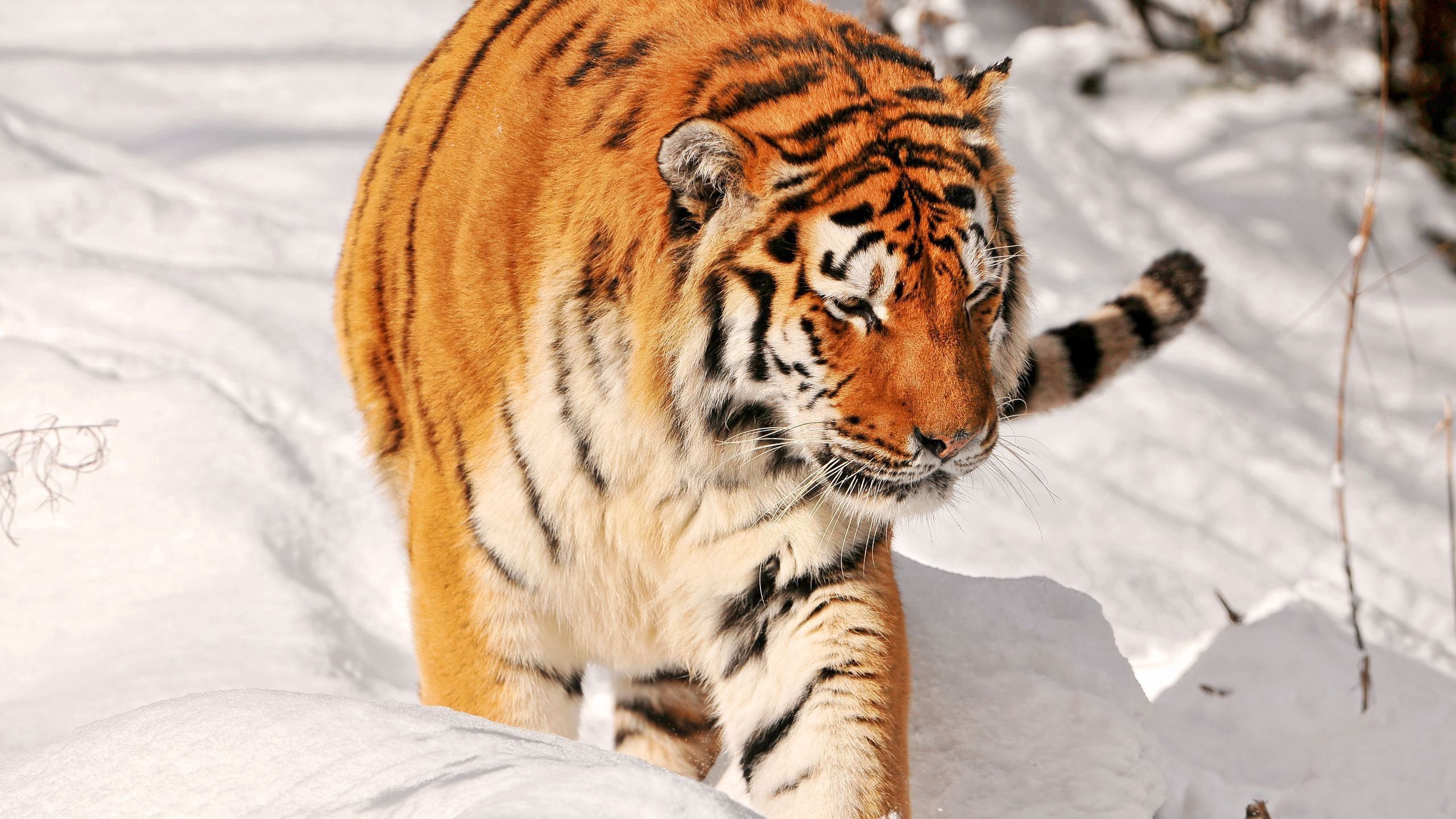 Download mobile wallpaper Animals, Predator, Snow, Stroll, Tiger for free.