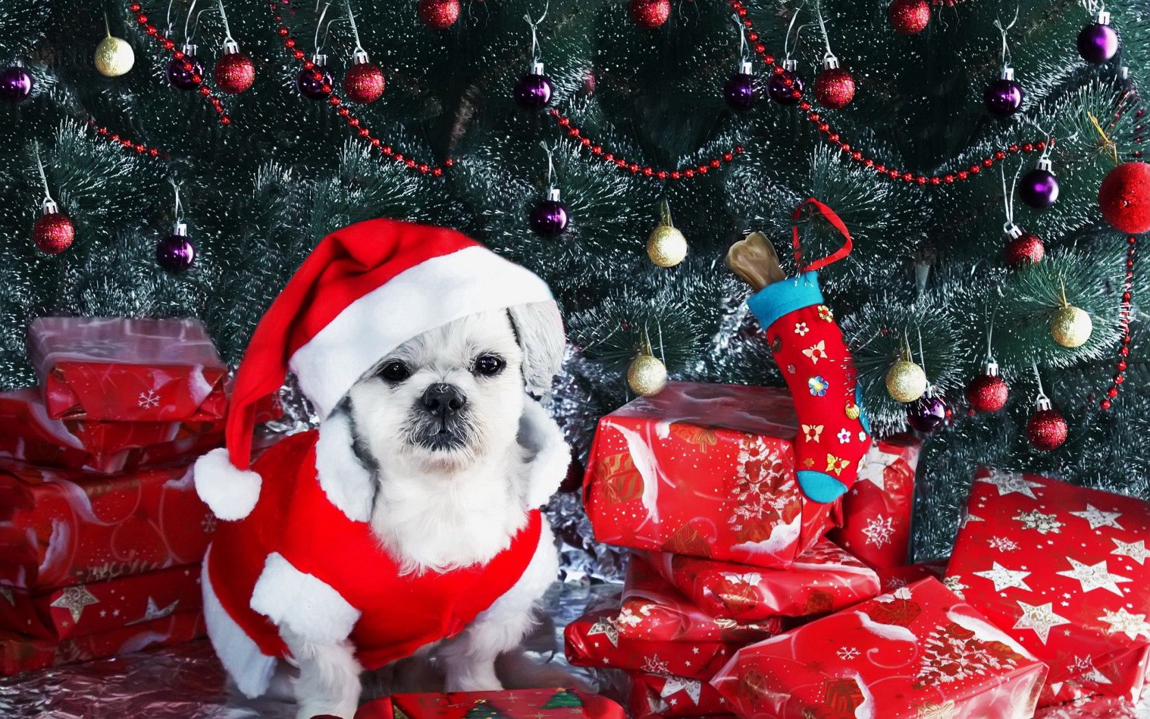 122357 завантажити картинку ялинка, свята, новий рік, прикраси, собака, пес, ялинку, подарунки - шпалери і заставки безкоштовно