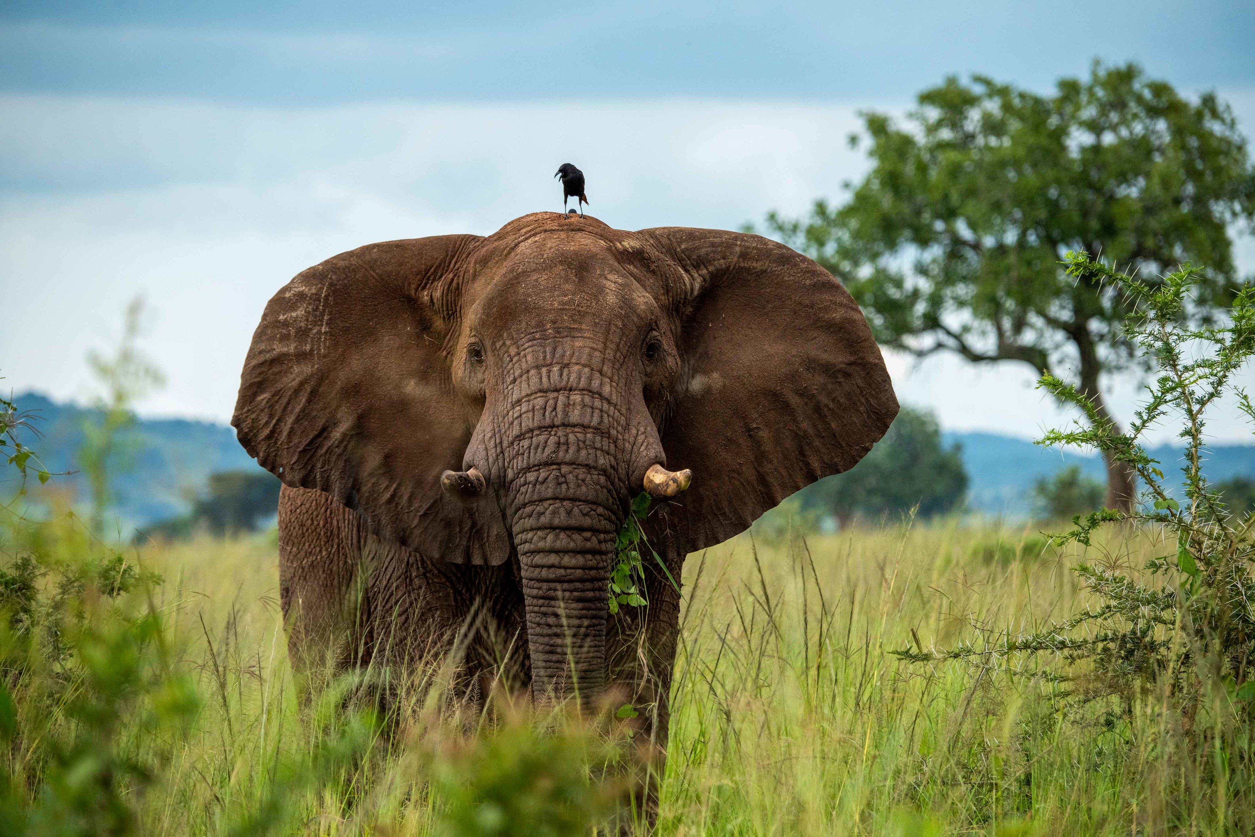 148402 Hintergrundbild herunterladen elefant, tiere, savanna, vogel, elefanten, kofferraum, der rüssel - Bildschirmschoner und Bilder kostenlos