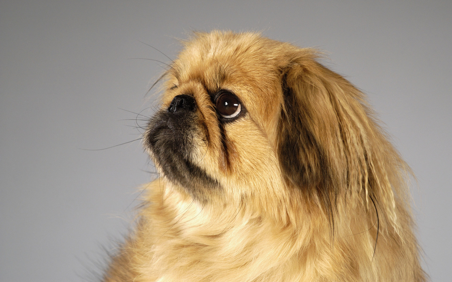 Download mobile wallpaper Pekingese, Animals, Dogs for free.