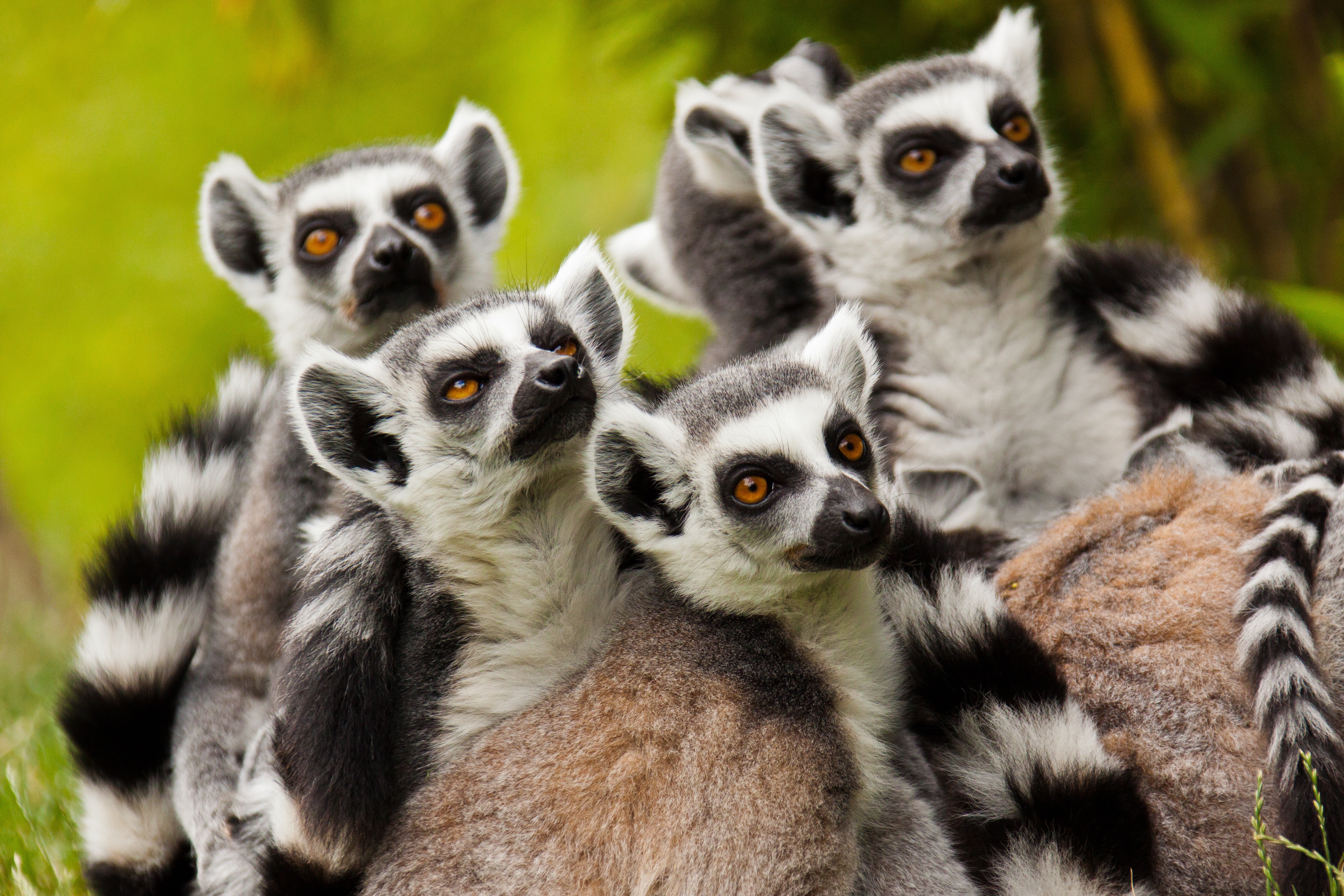 374993 Bild herunterladen tiere, lemur, katta, affen - Hintergrundbilder und Bildschirmschoner kostenlos