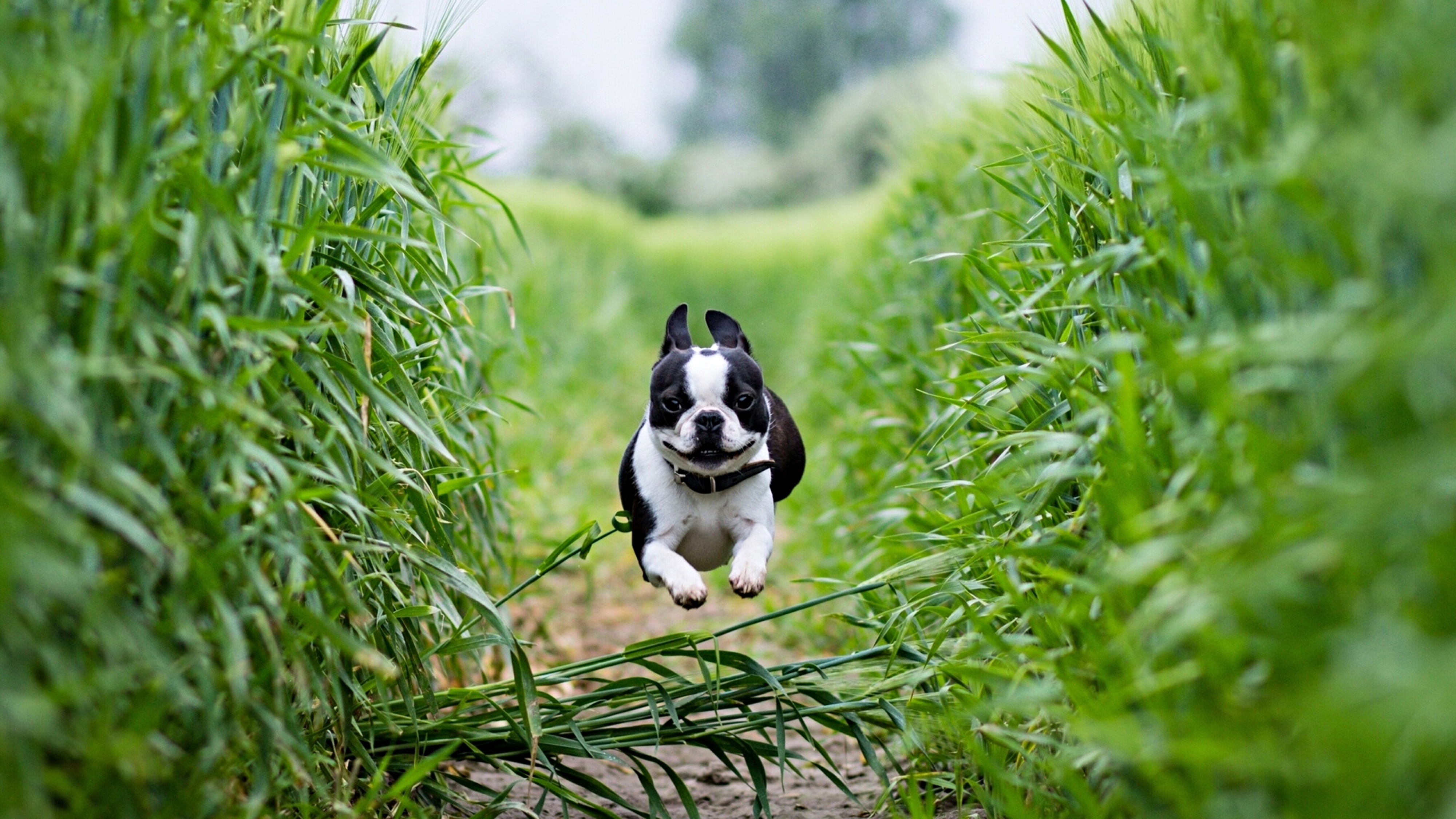 Boston Terrier Square Wallpapers