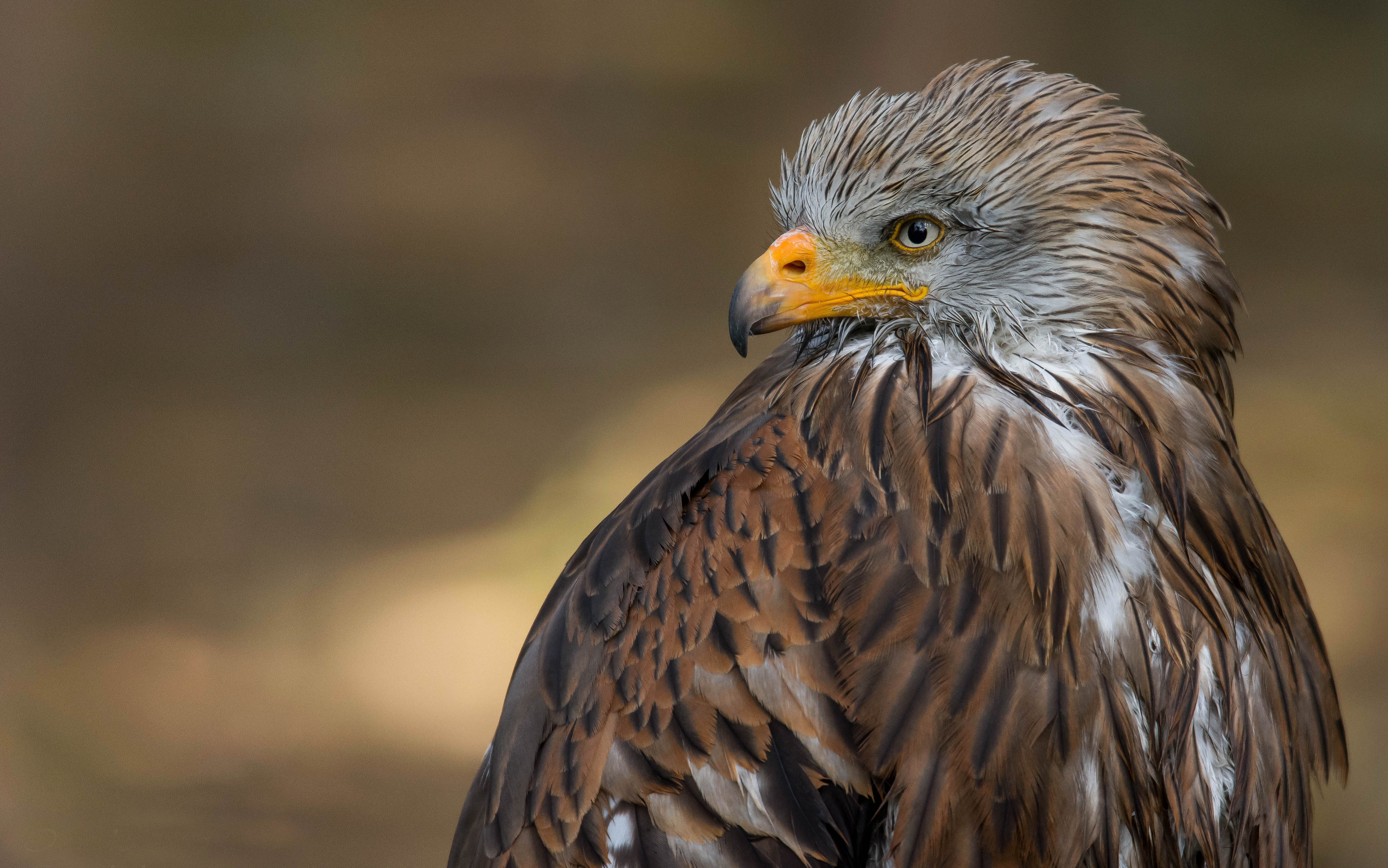 Ястреб фото птицы крупным планом. Golden Eagle Majestic. Red Hawk 4k. Hawk Wallpapers 4k 1980+1820.