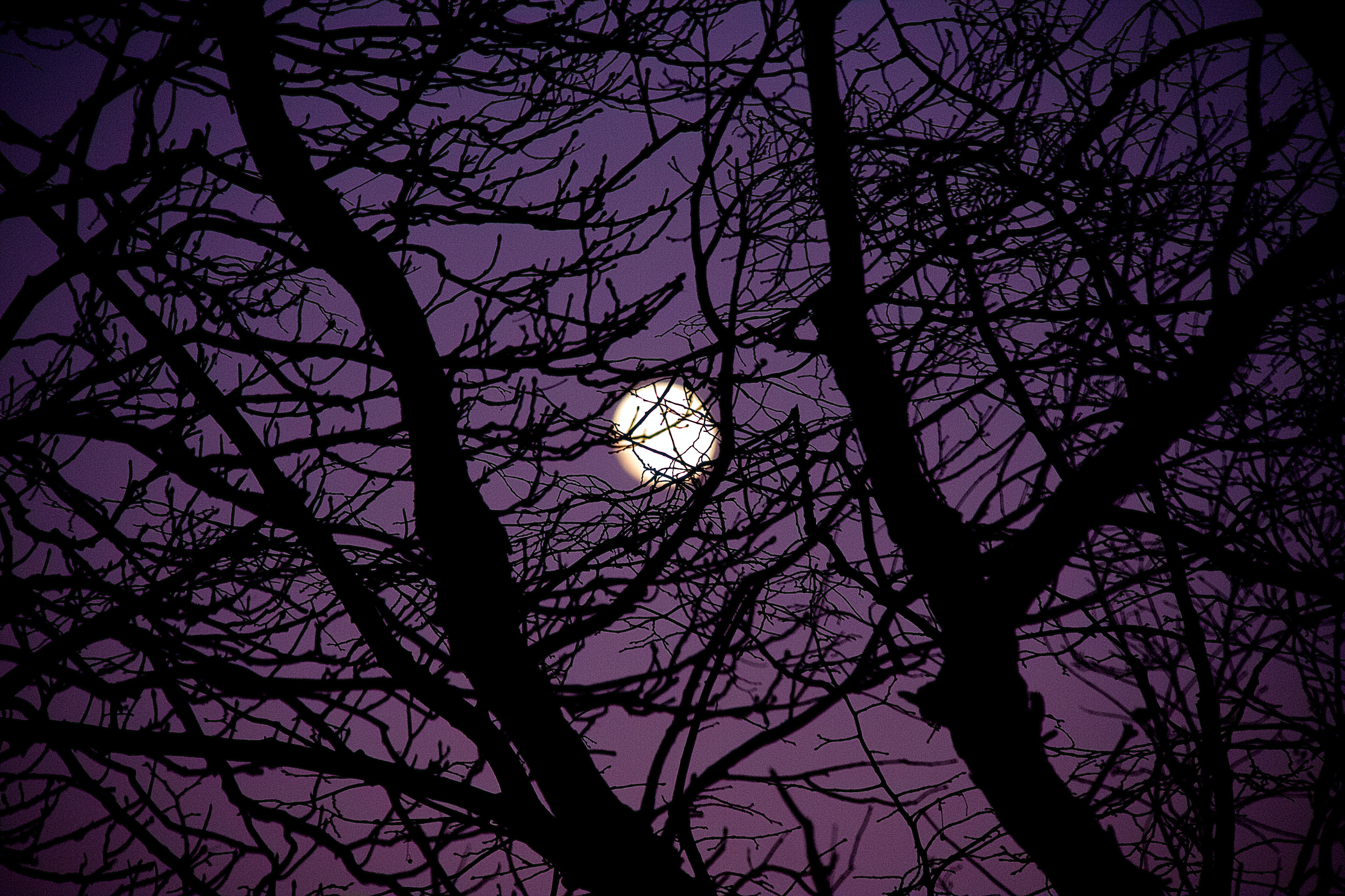 Ветка дерева ночью