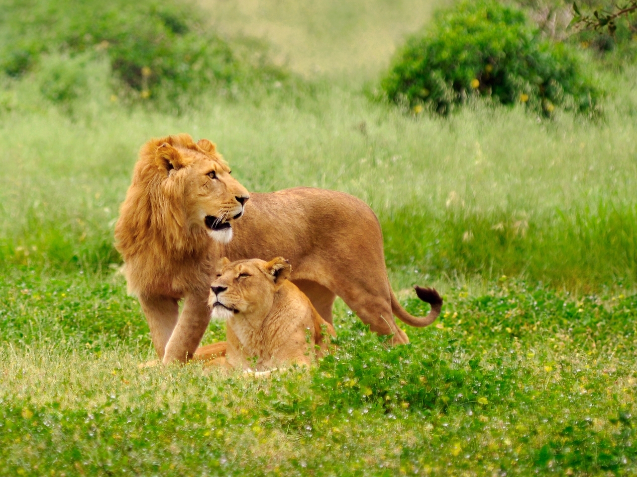 wallpapers lions, animals