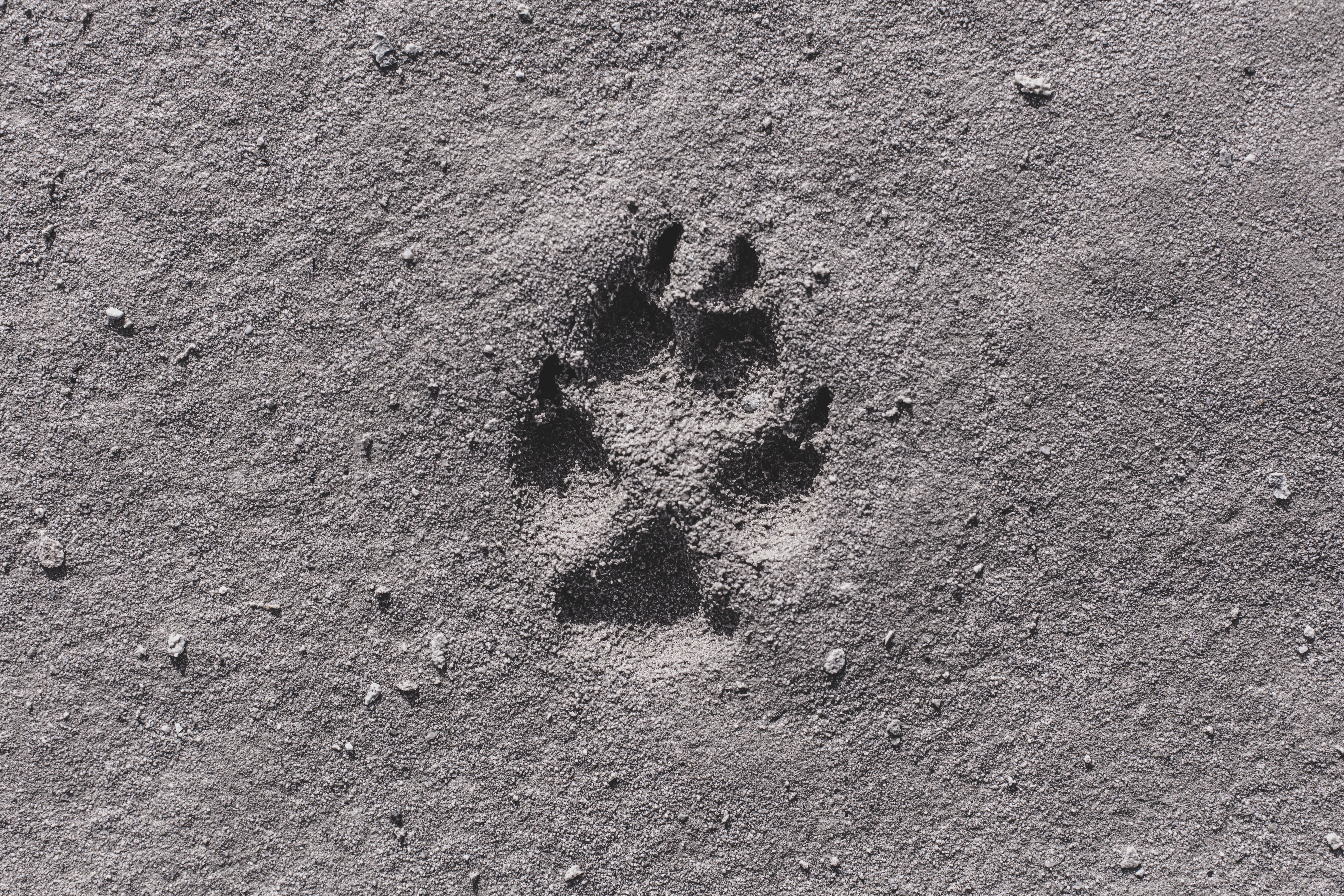 sand, miscellanea, miscellaneous, close up, bw, chb, track, trace, paw