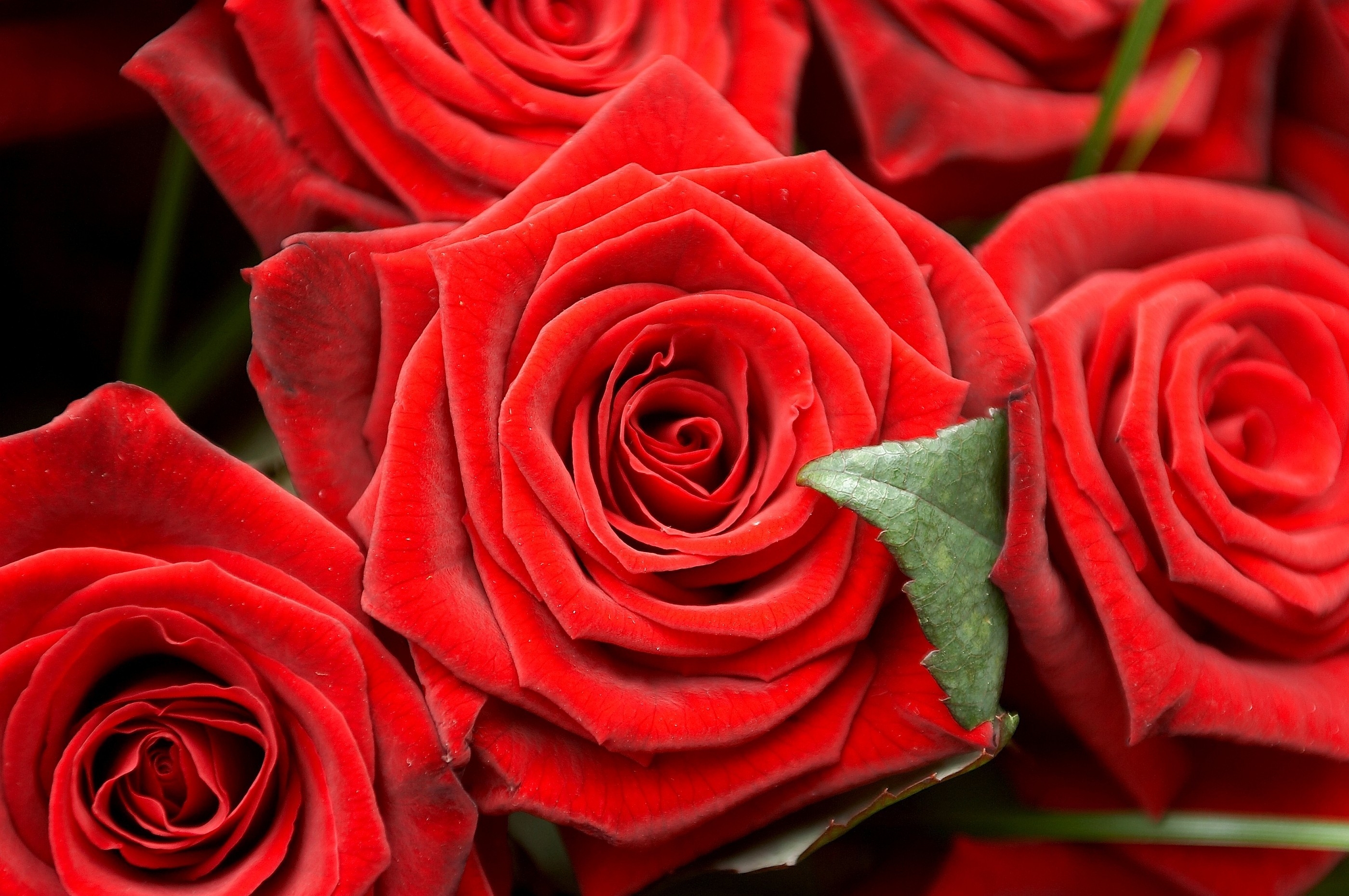 Прикольные розы картинки. Красивые розы. Красные розы.