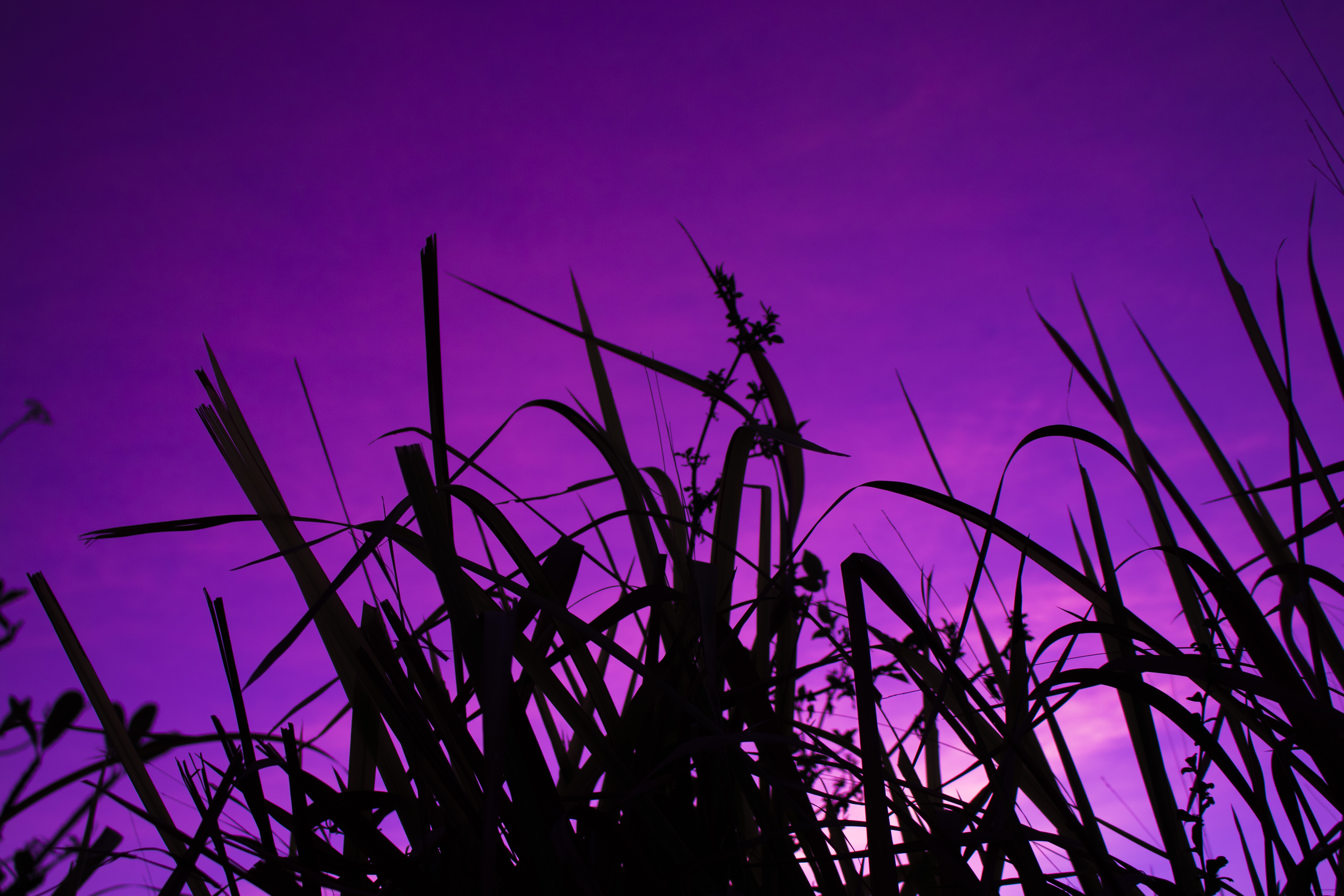 Фиолетовая трава