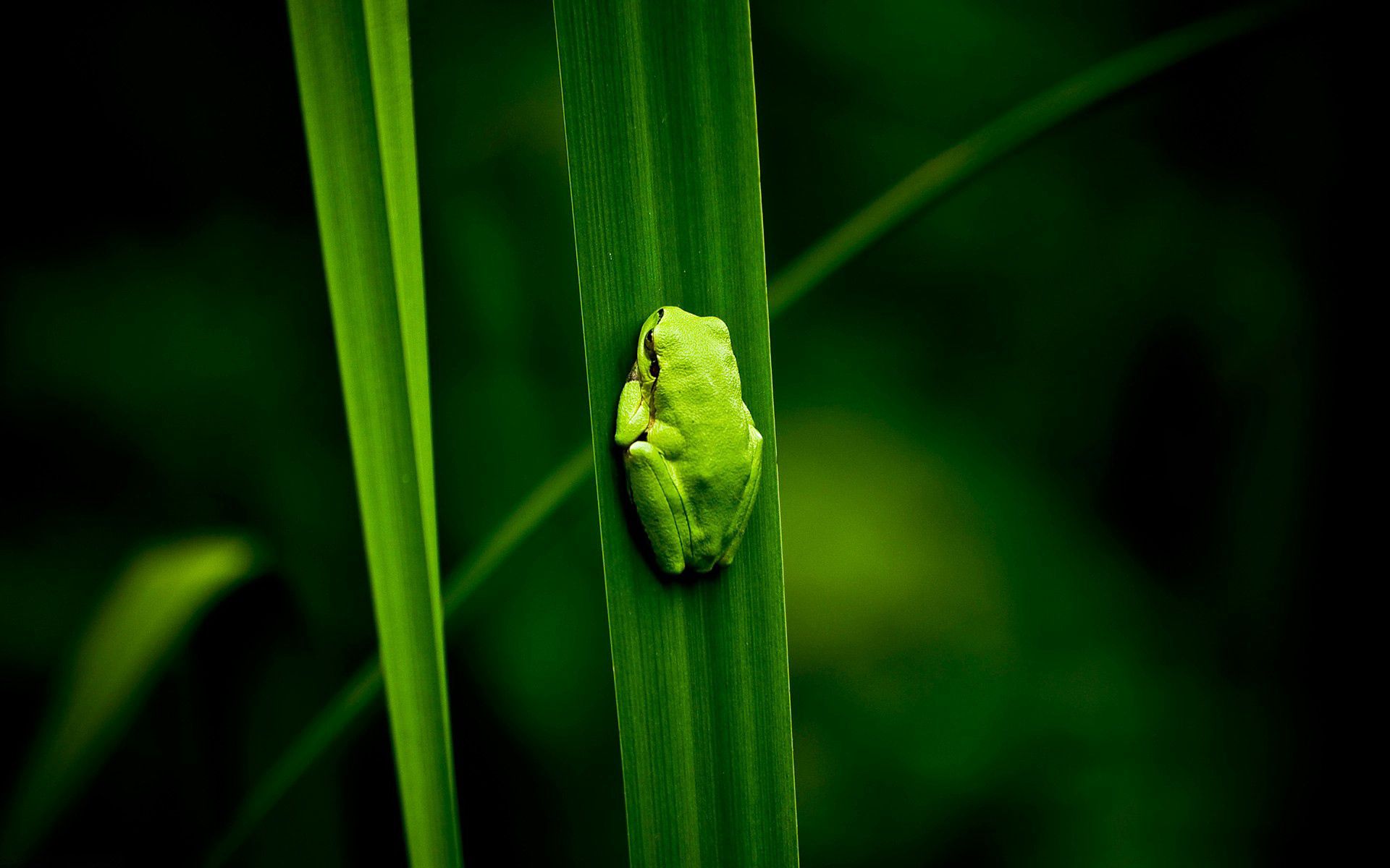 wallpapers animals, swamp, plant, climb, frog