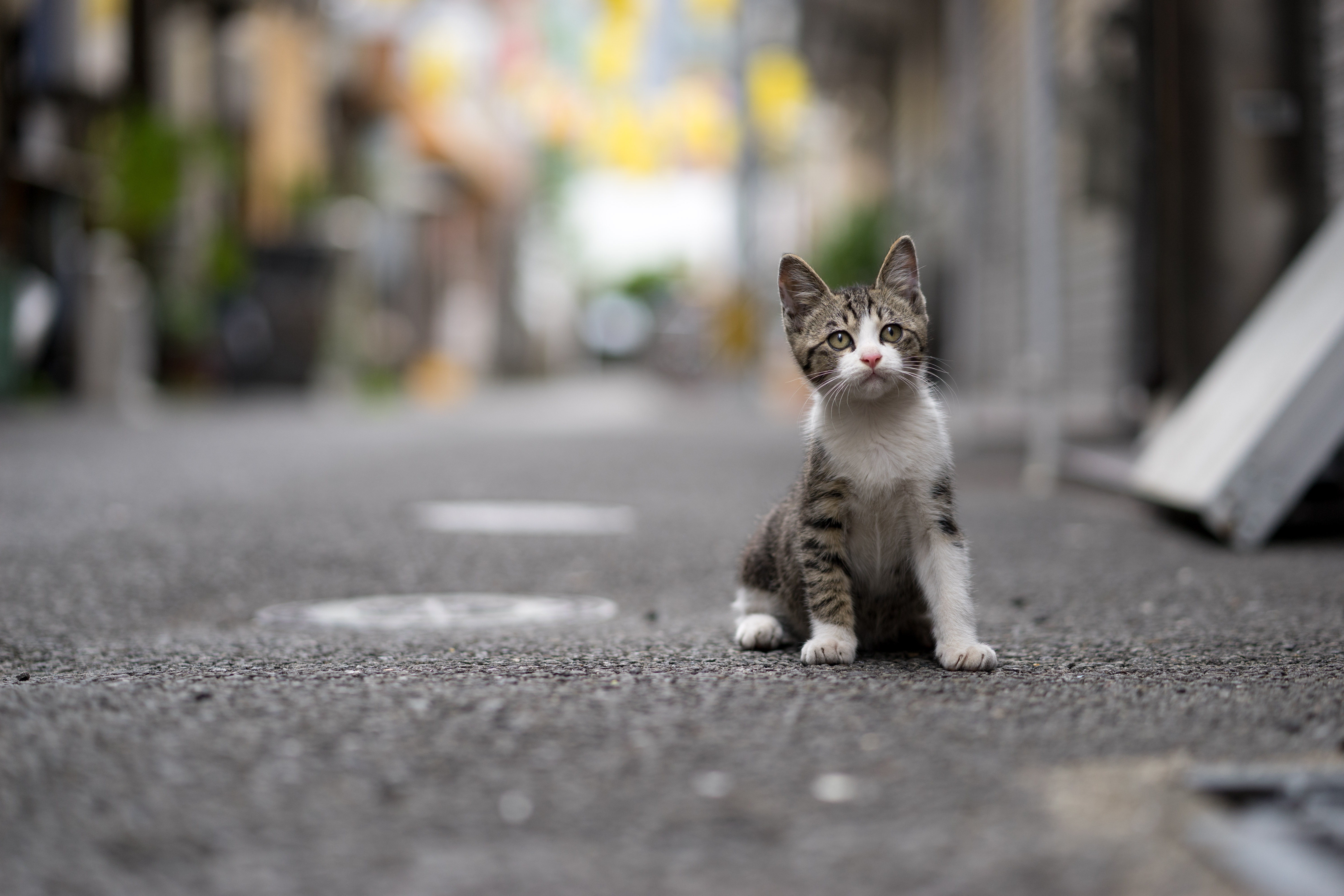 Уличный котенок
