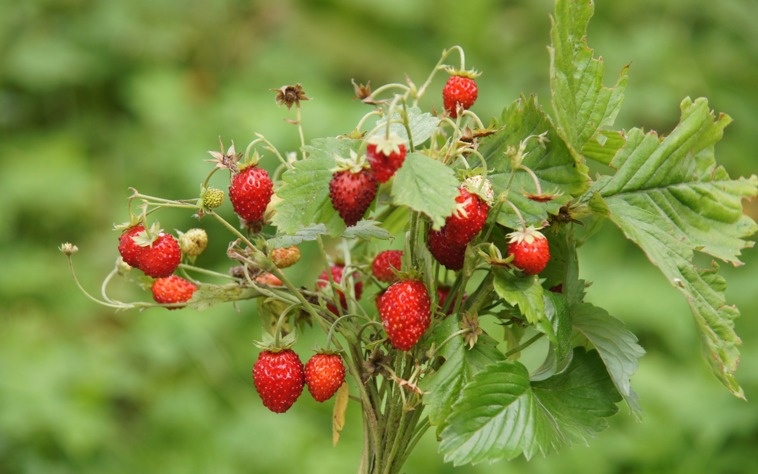 Download mobile wallpaper Plants, Berries, Strawberry for free.