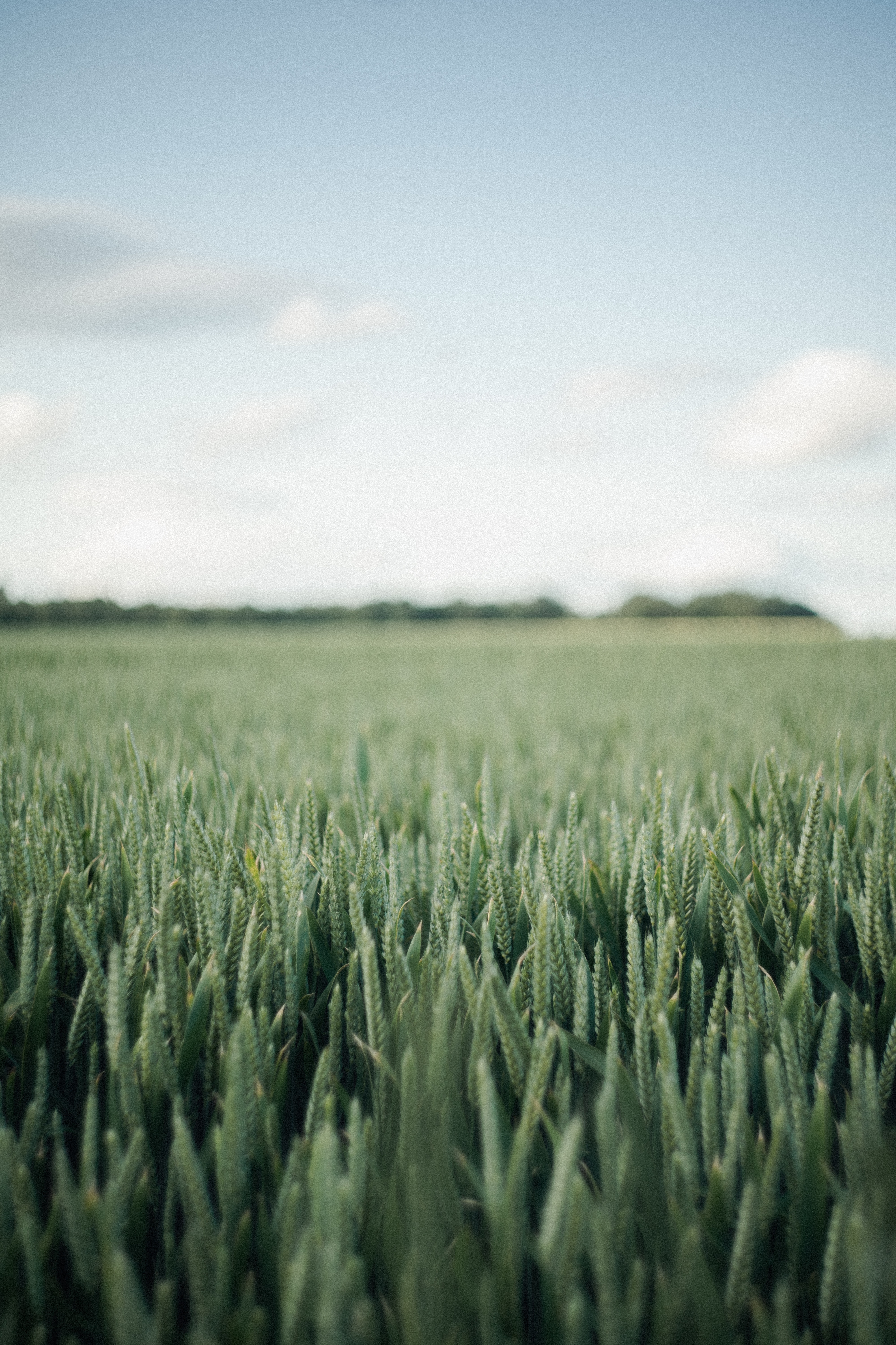 nature, wheat, landscape, green, field Phone Background