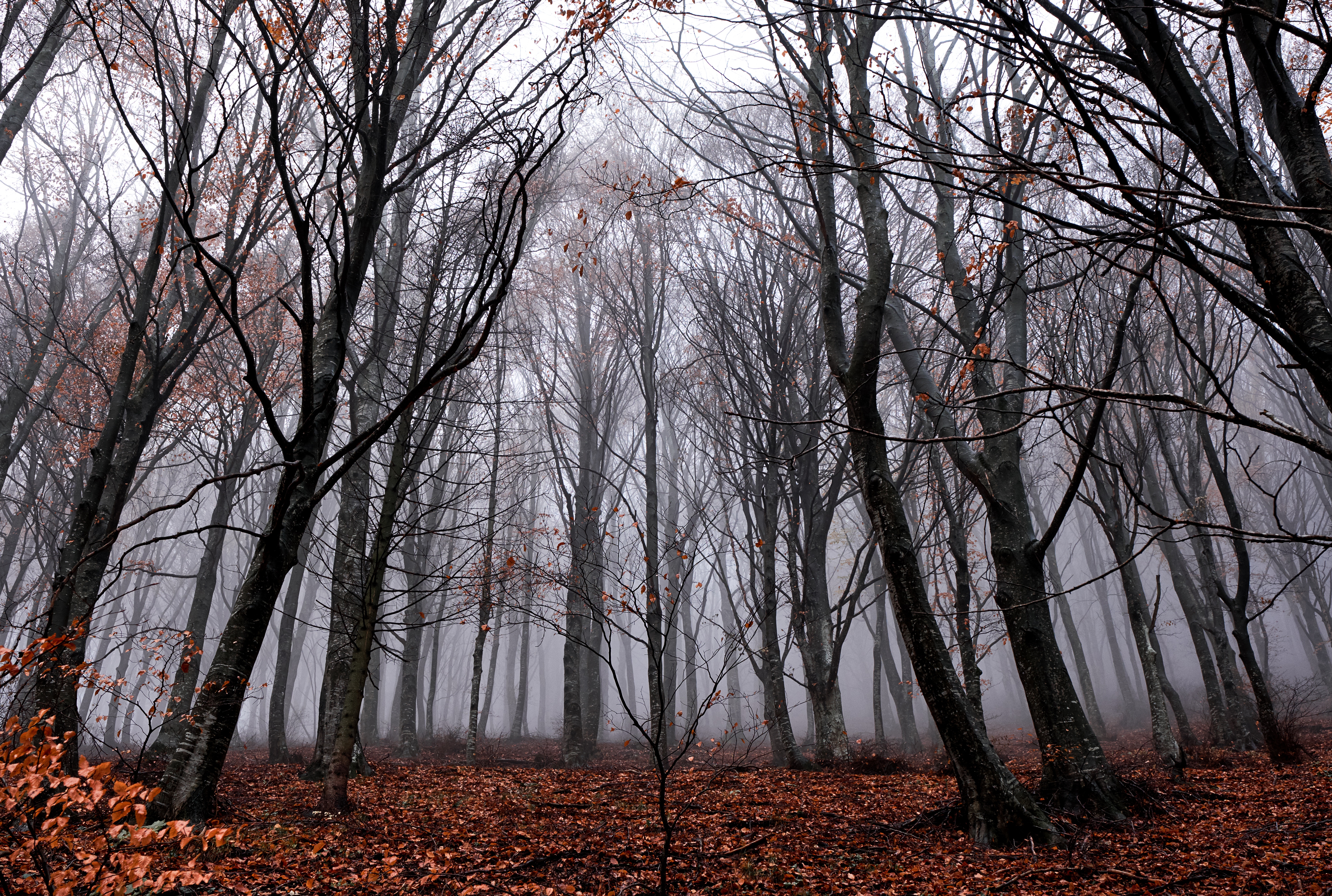 Download mobile wallpaper Autumn, Forest, Fallen, Trees, Foliage, Fog, Nature for free.