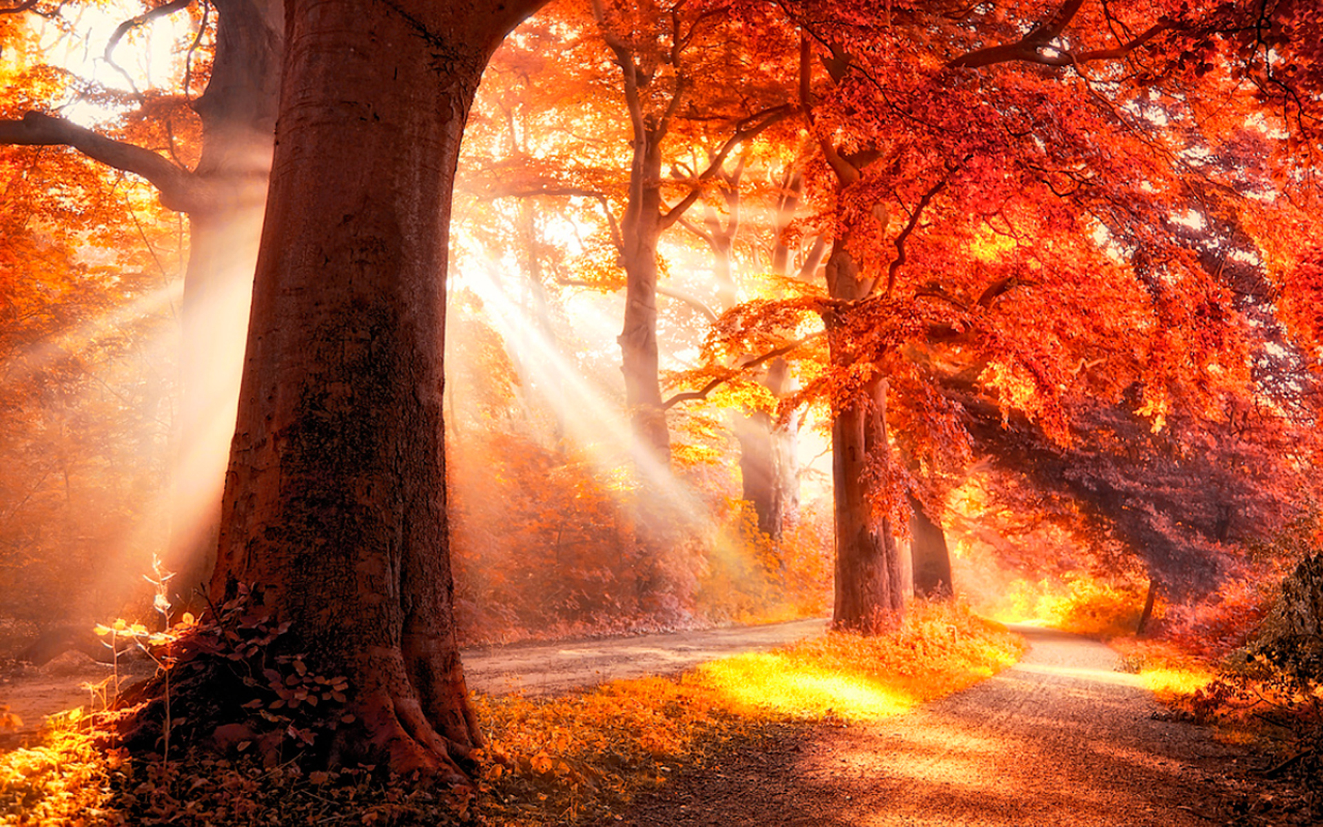 Слихвой. Сказочный осенний лес. Волшебная осень. Осенние чудеса. Сказочная осень.