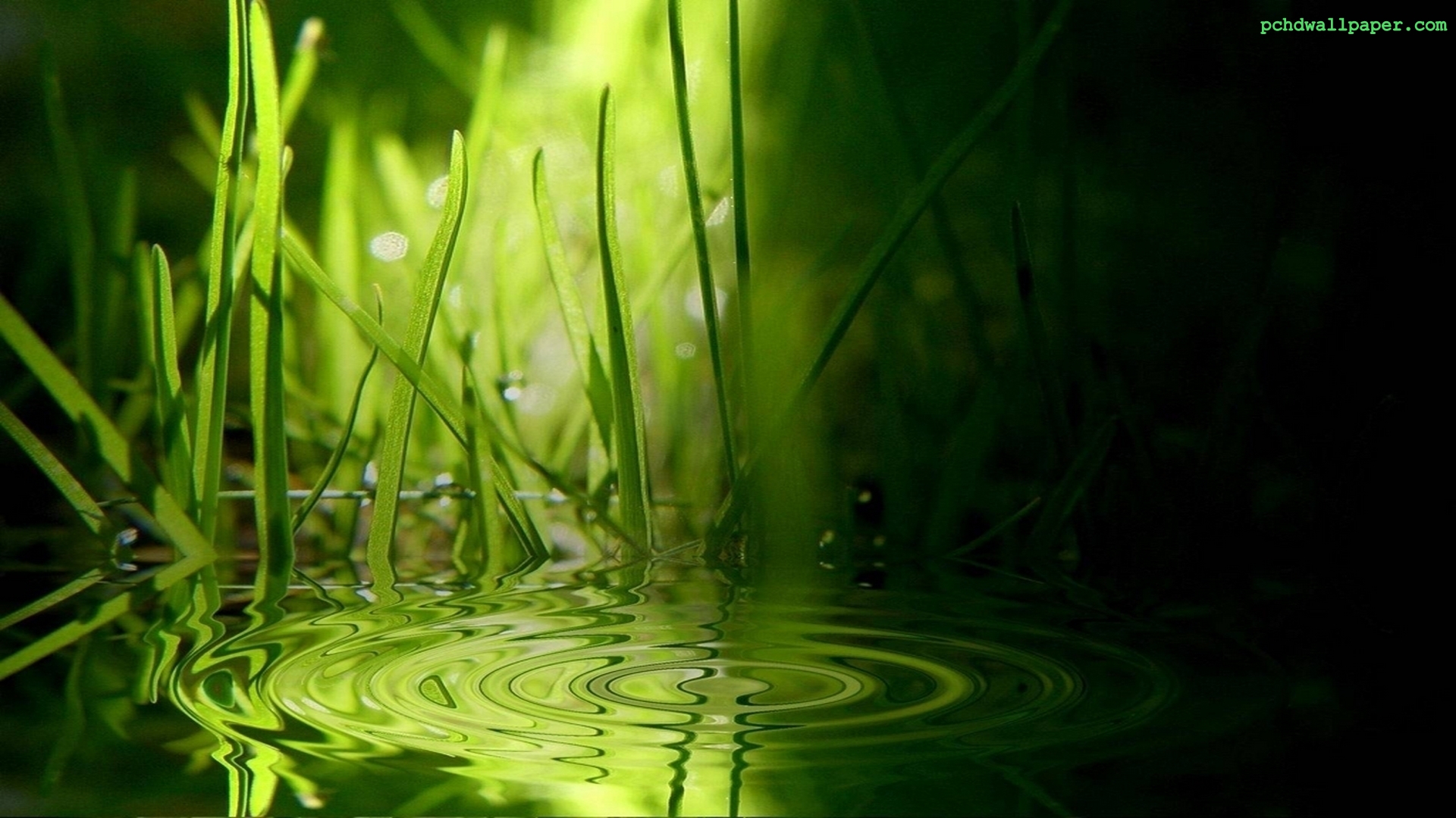 Отражение травы в воде