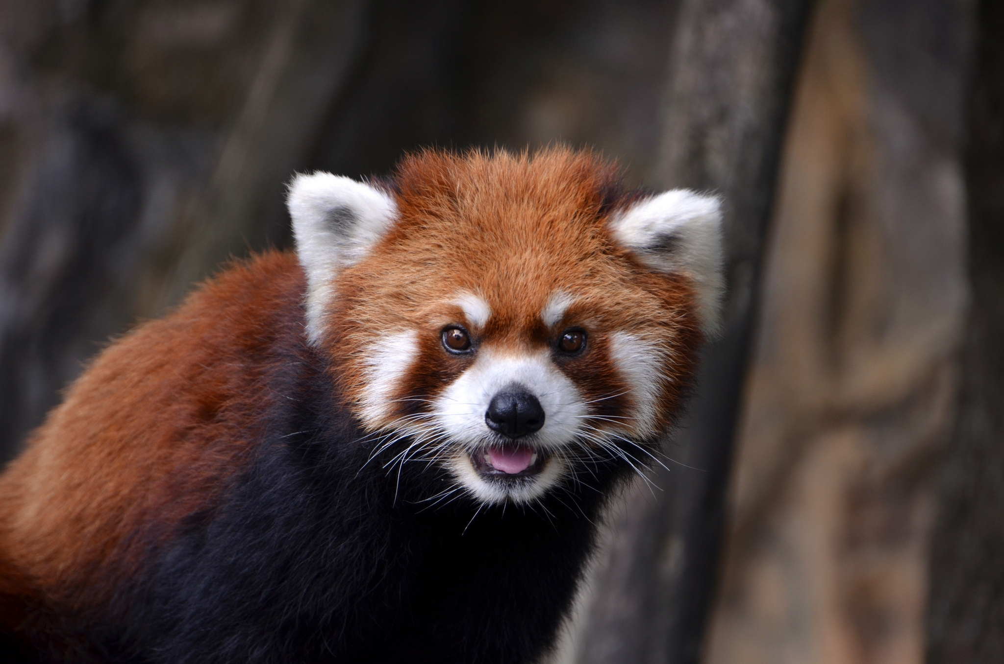 animals, red panda, sight, opinion, animal Phone Background