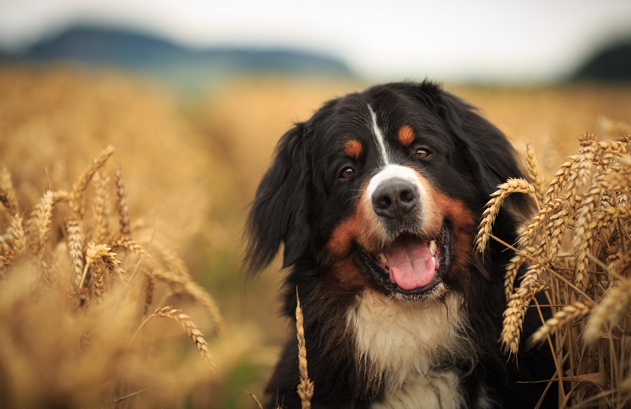 bernese mountain dog, animal, depth of field, dog, sennenhund, summer, wheat, dogs