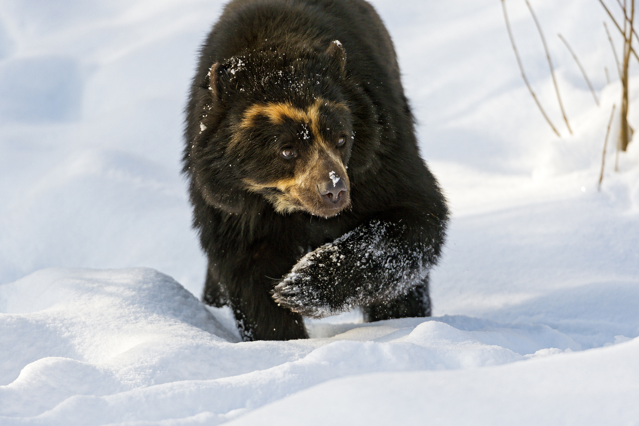 Spectacled Bear Lock Screen Mobile