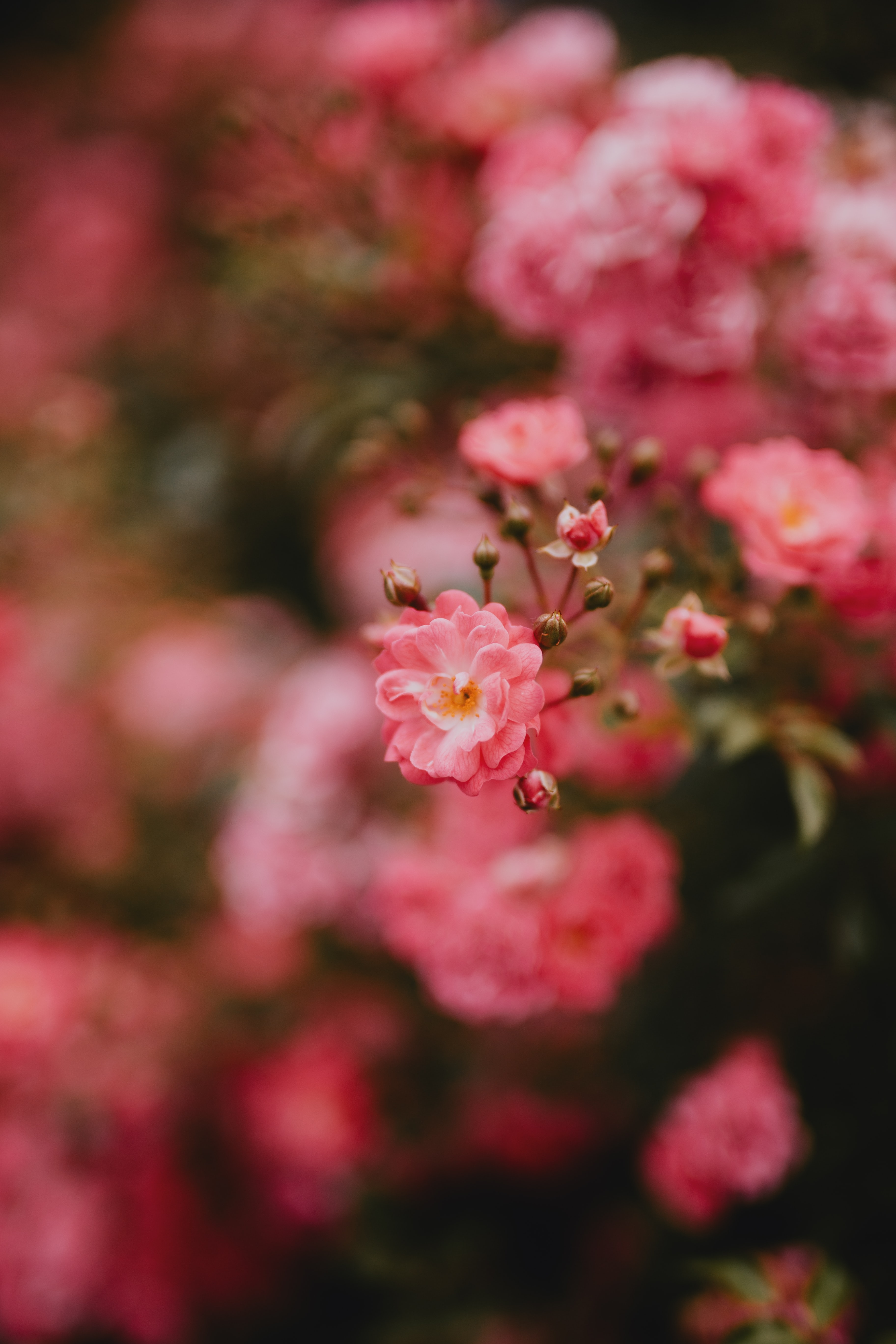 Download mobile wallpaper Flowering, Flower, Bloom, Macro, Flowers, Pink for free.