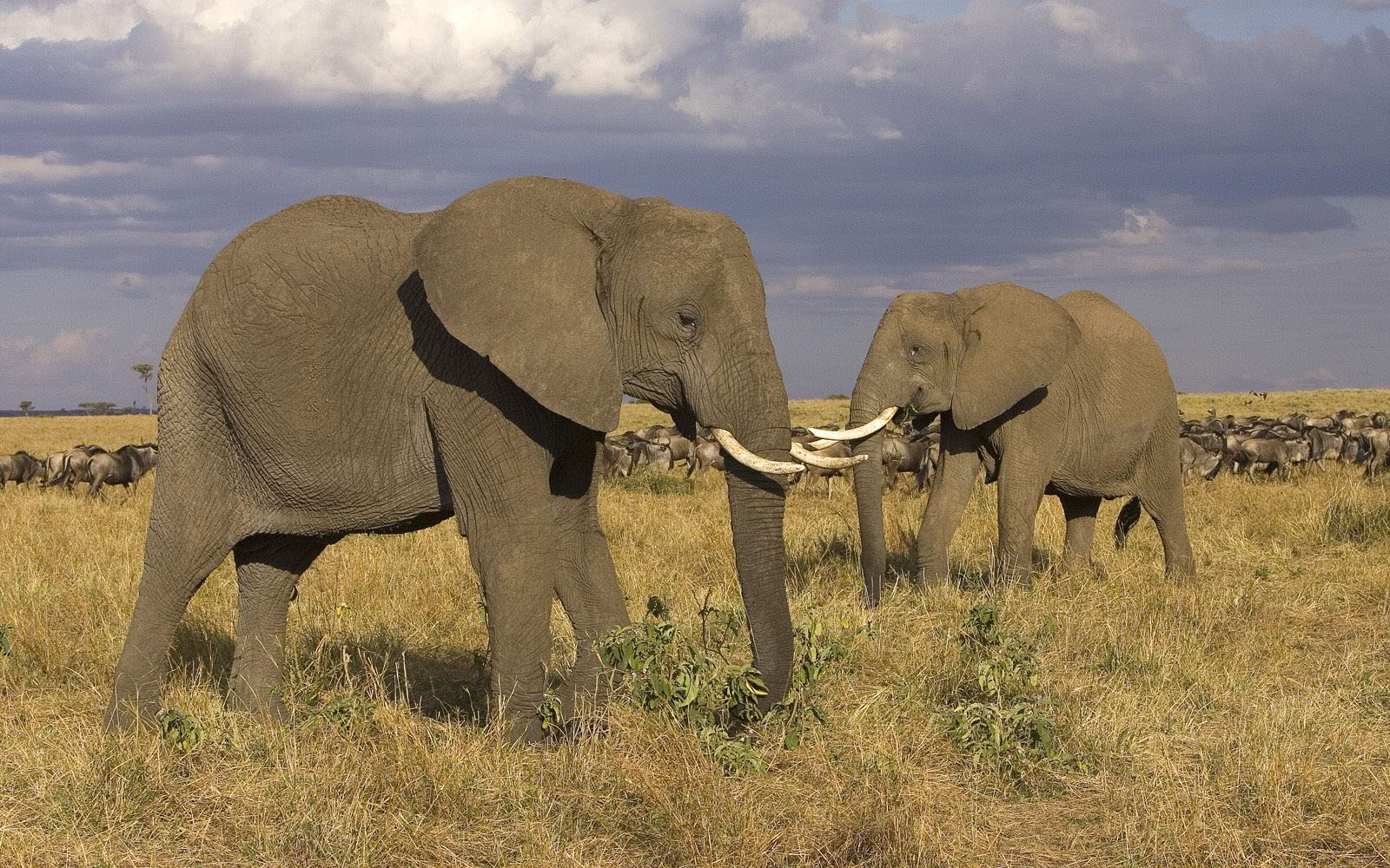 159094 завантажити шпалери тварина, африканський чагарниковий слон, слони - заставки і картинки безкоштовно