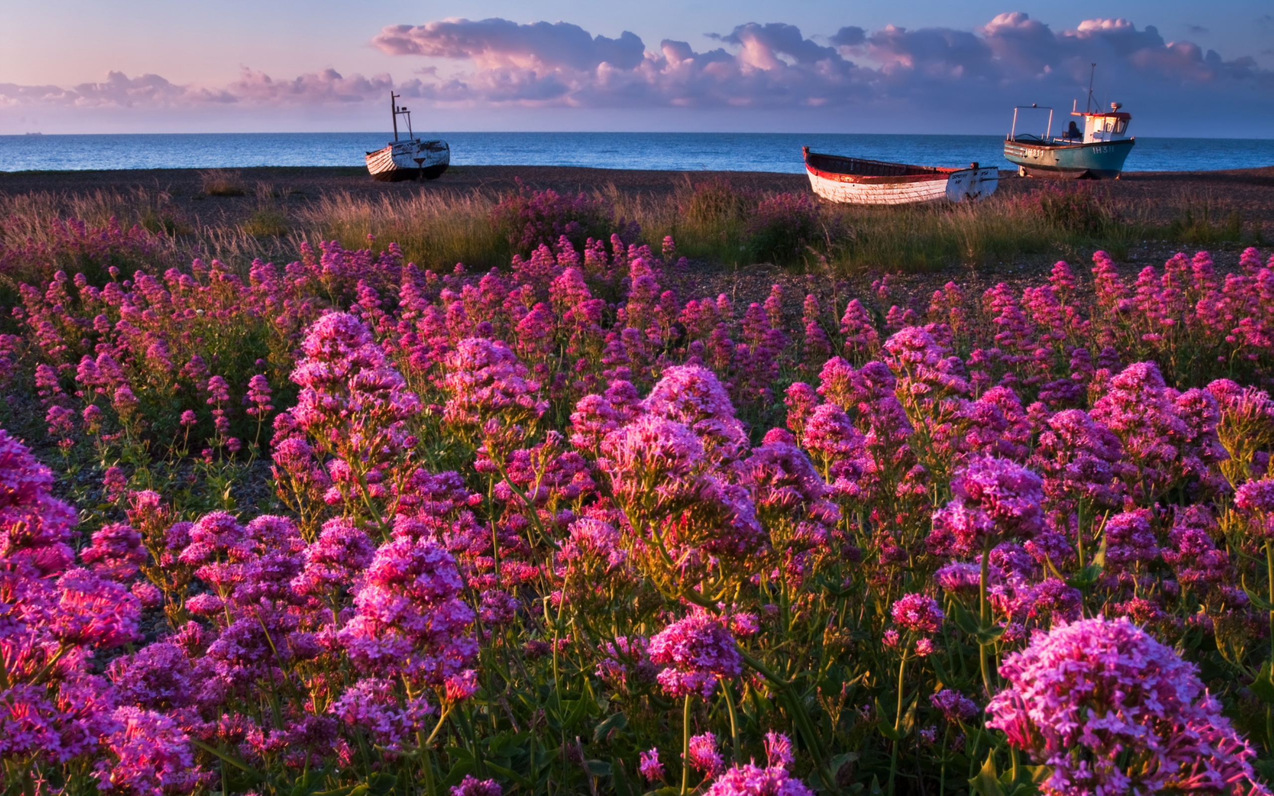 Яркие цветы на море. Цветы и море. Лето. Цветы на фоне моря. Цветы на берегу моря.
