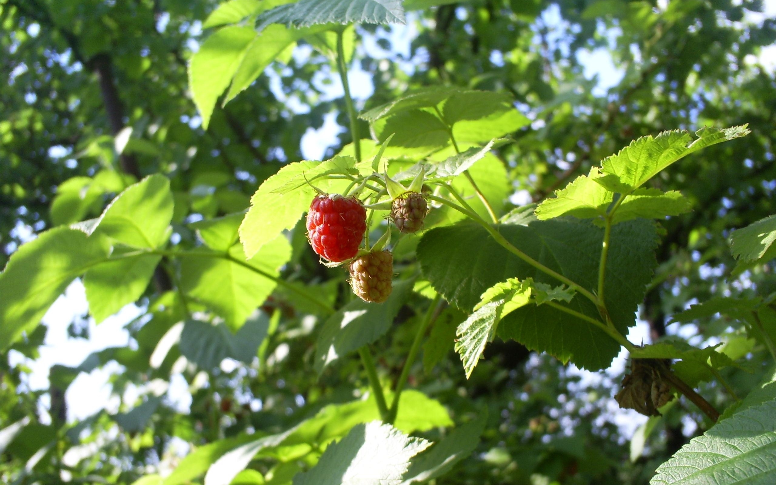 Handy-Wallpaper Berries, Pflanzen, Himbeere kostenlos herunterladen.