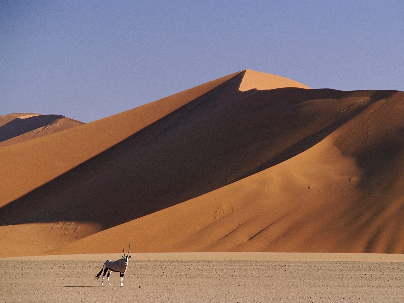 Самые высокие песчаные дюны Намиб