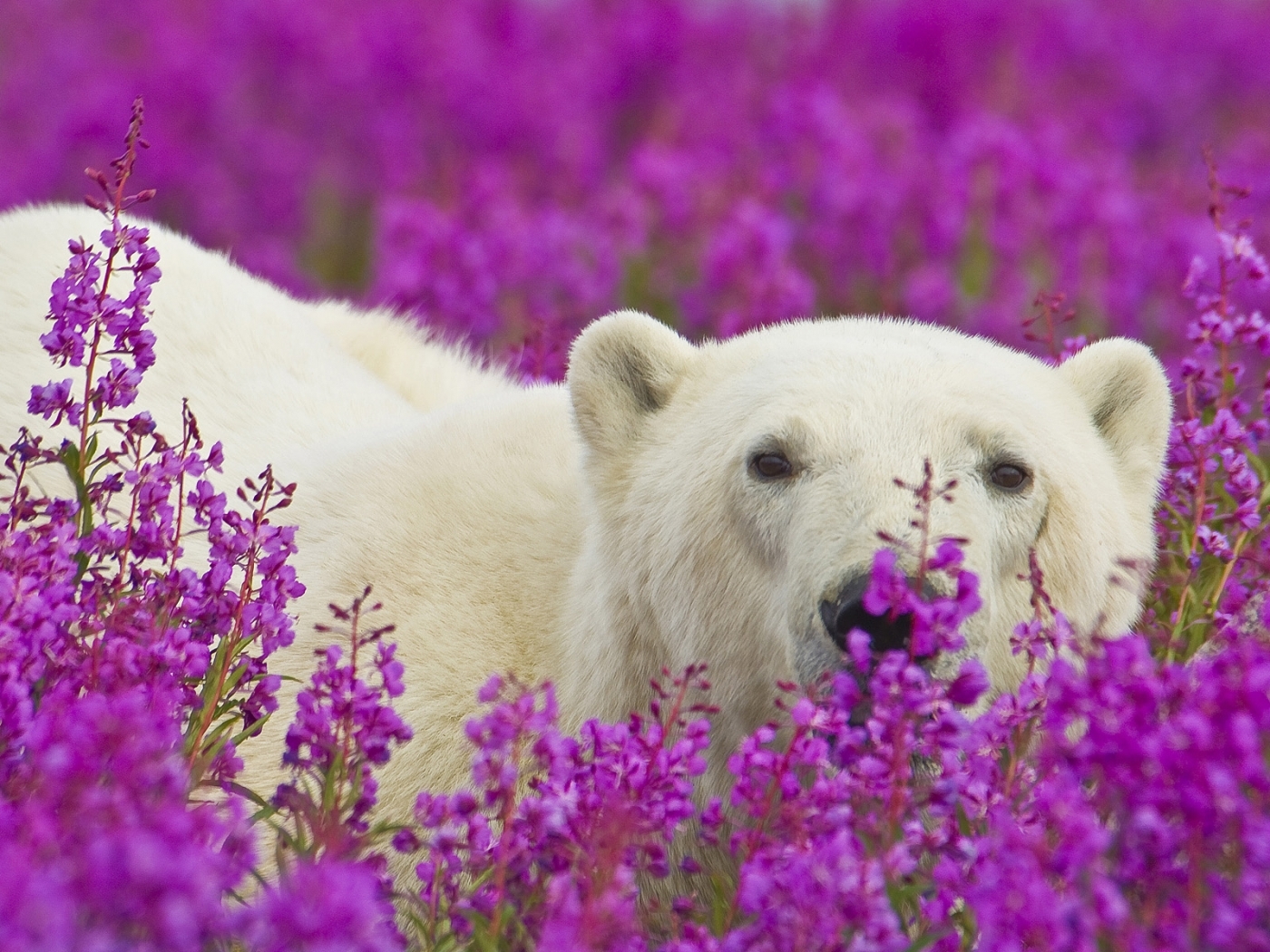 Download mobile wallpaper Animals, Bears, Violet for free.