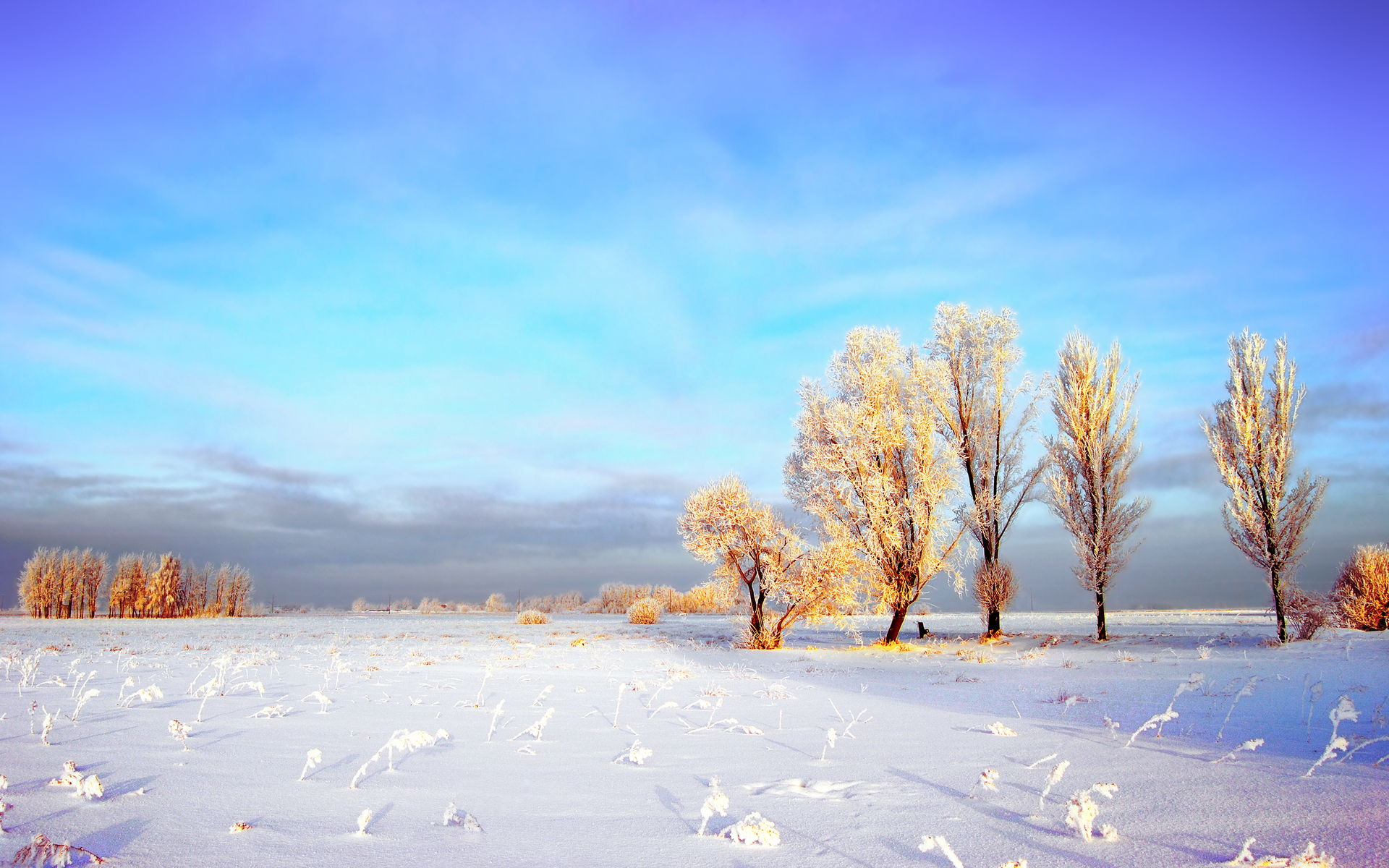 earth, winter, cloud, field, frost, sky, snow, tree HD wallpaper