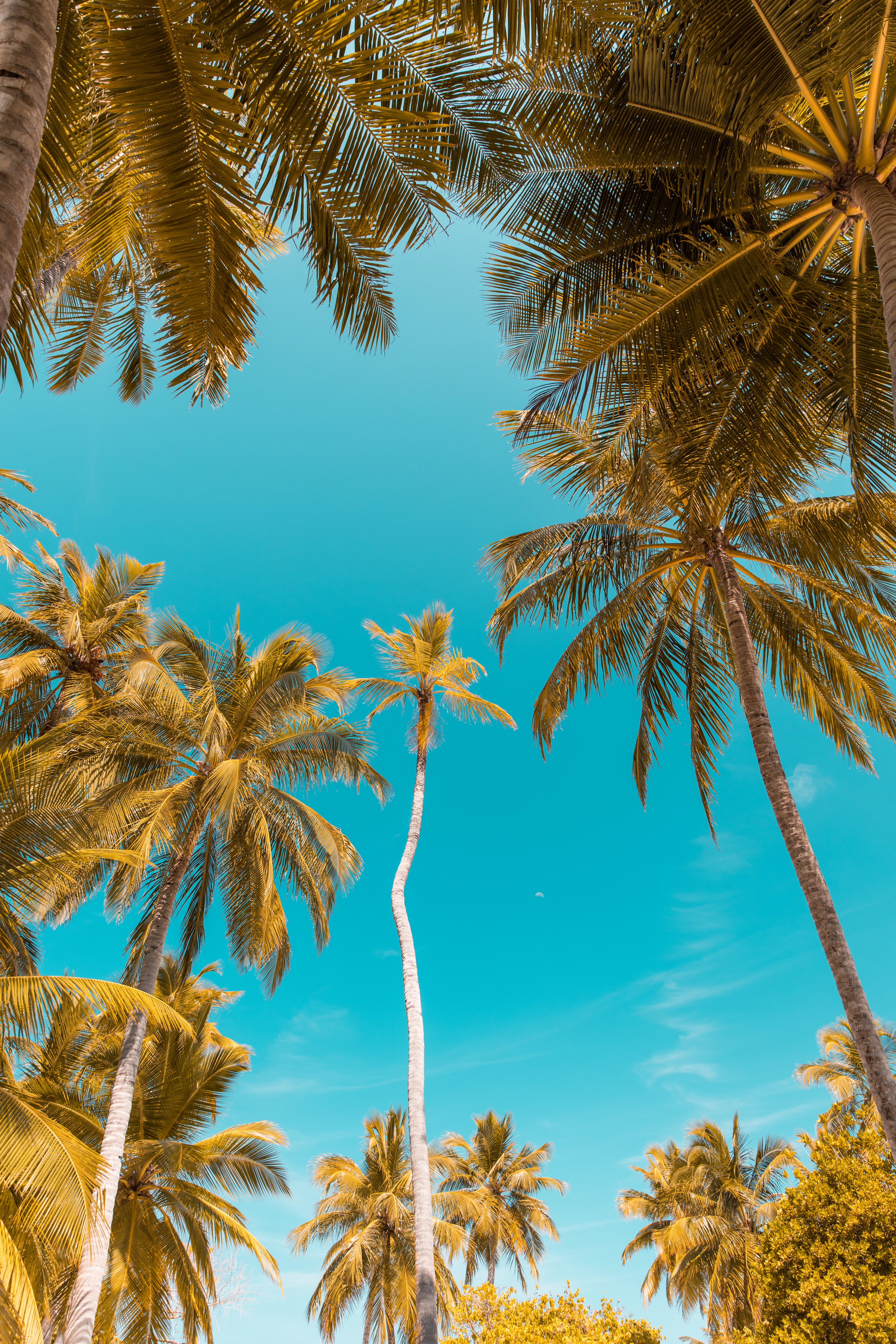 101109 скачать обои небо тропики, природа, пальмы, ветки, стволы, вид снизу - заставки и картинки бесплатно