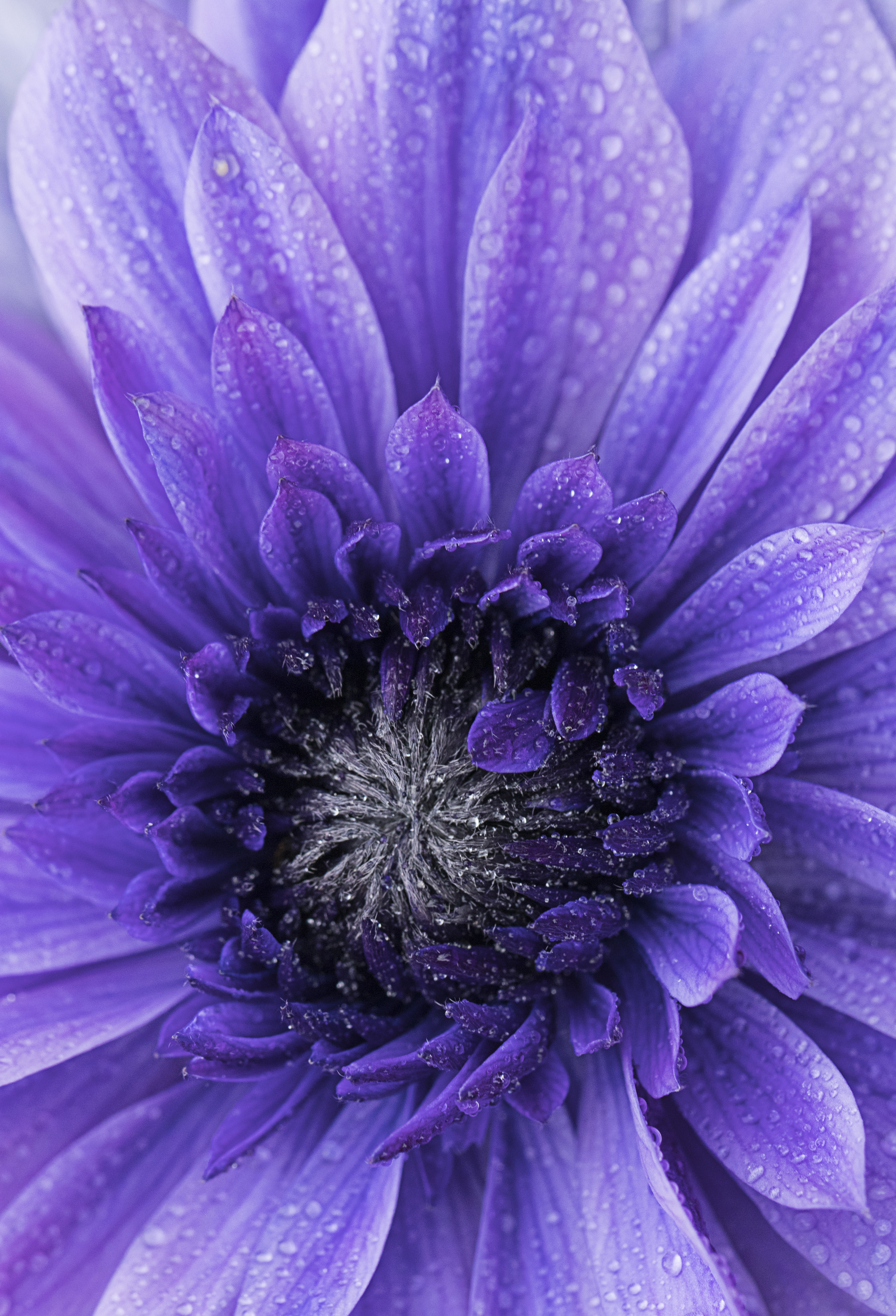無料モバイル壁紙滴, 大きい, マクロ, 花びら, 紫の, 花, 紫をダウンロードします。