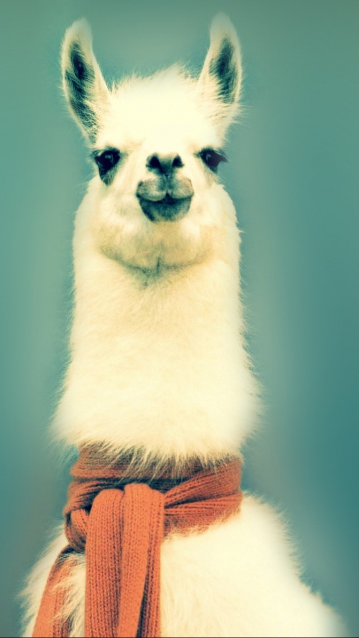 llama, animal, humor, funny 5K