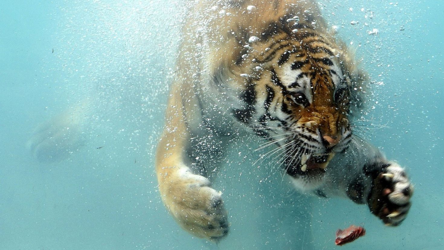Год водяного тигра 2022