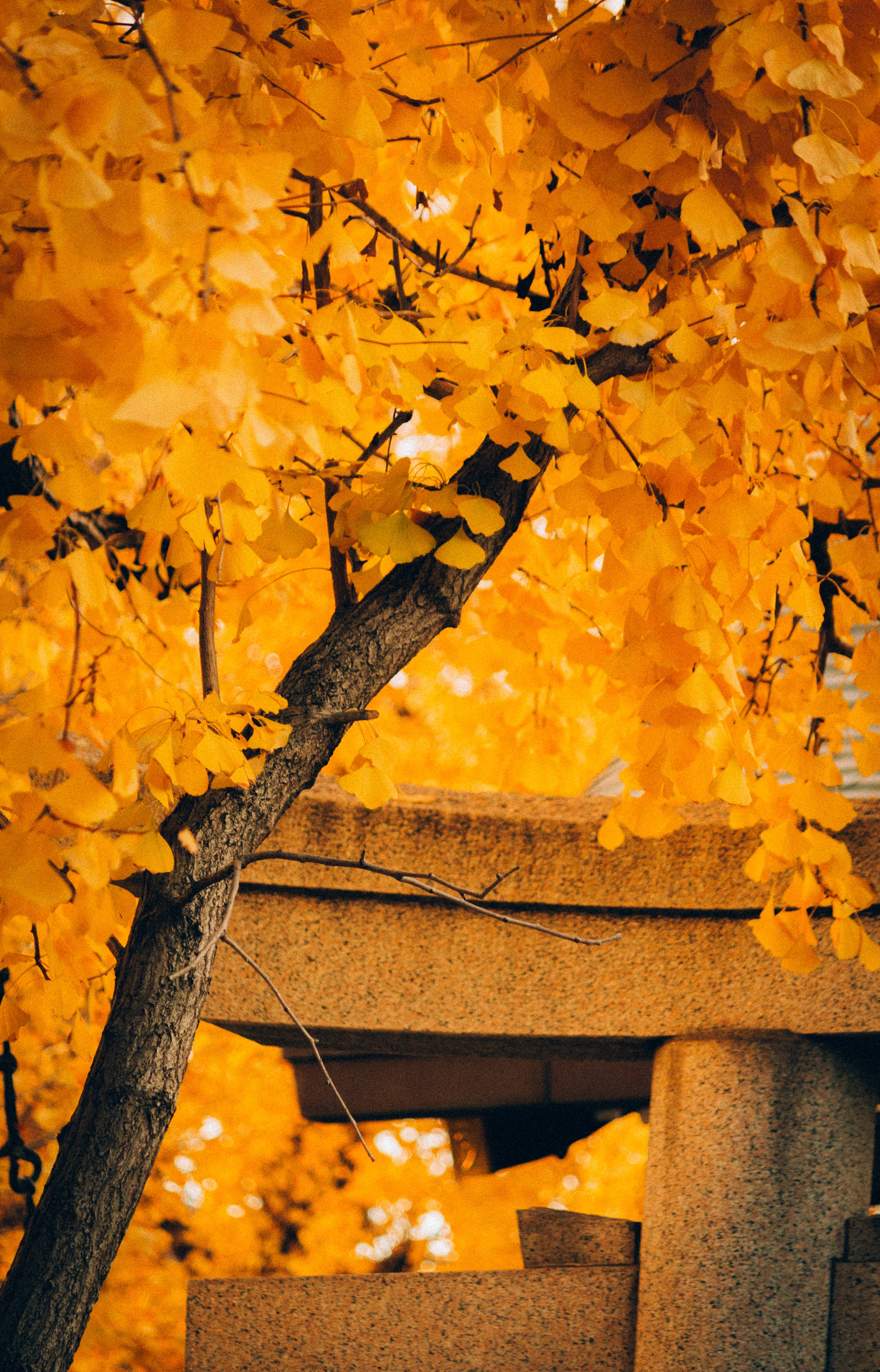 Laden Sie das Holz, Baum, Herbst, Natur-Bild kostenlos auf Ihren PC-Desktop herunter