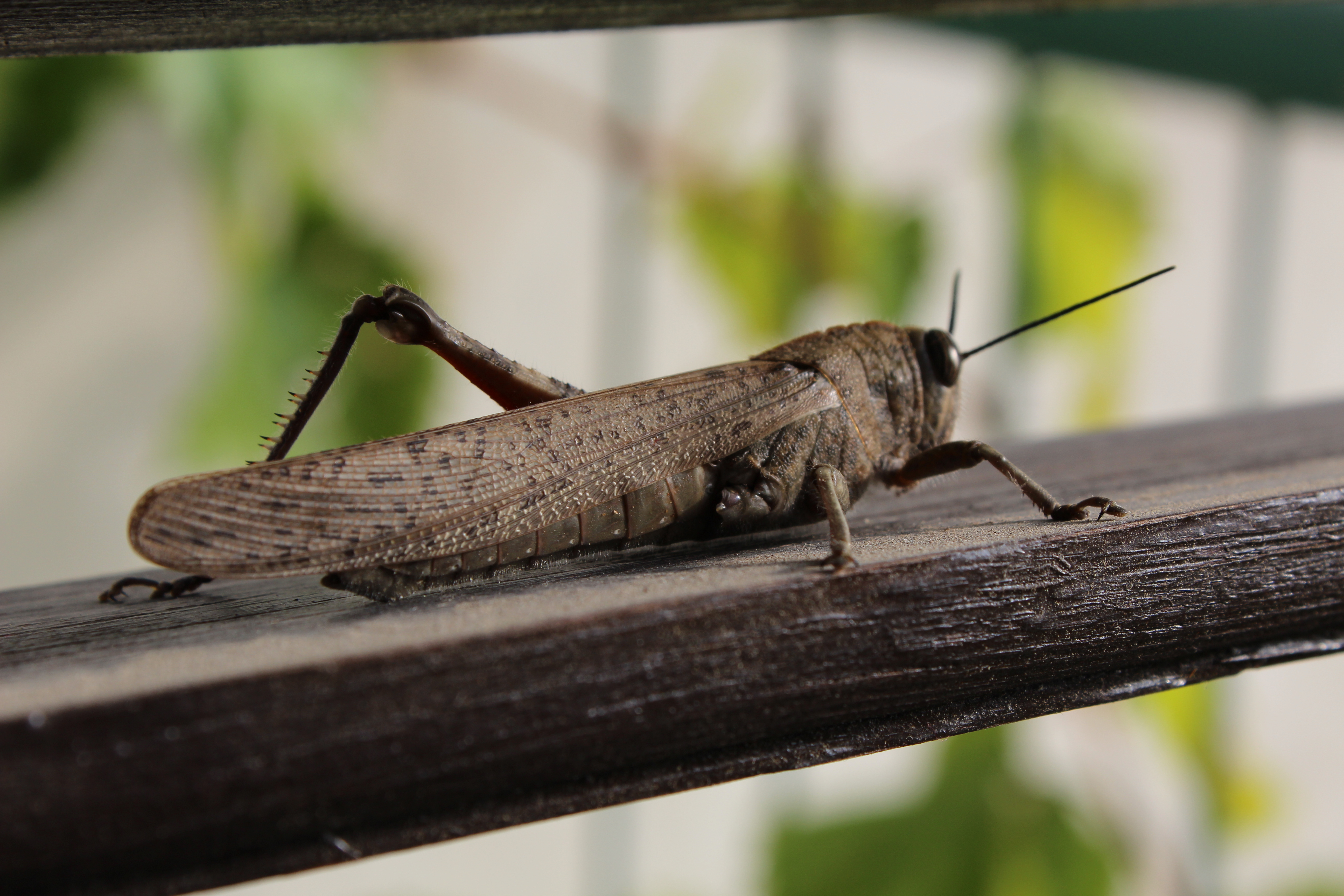 animal, grasshopper images