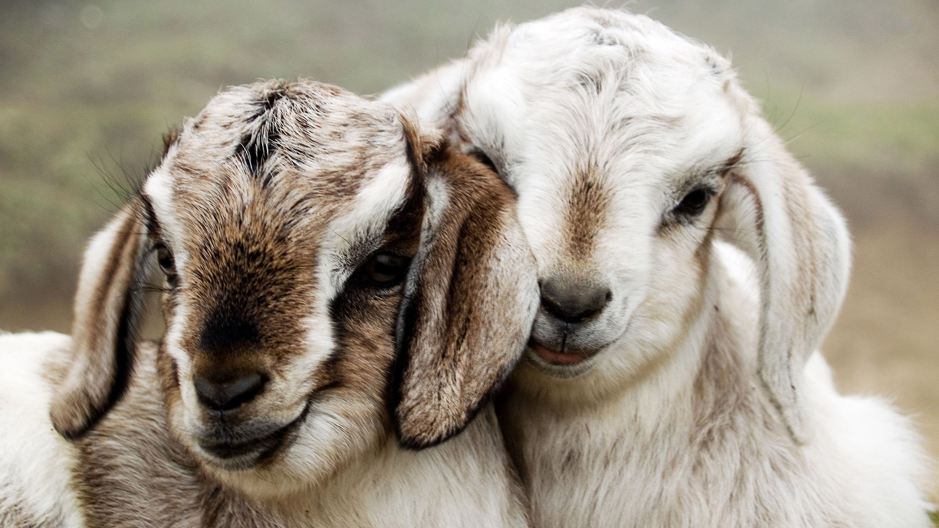 animal, goat desktop HD wallpaper