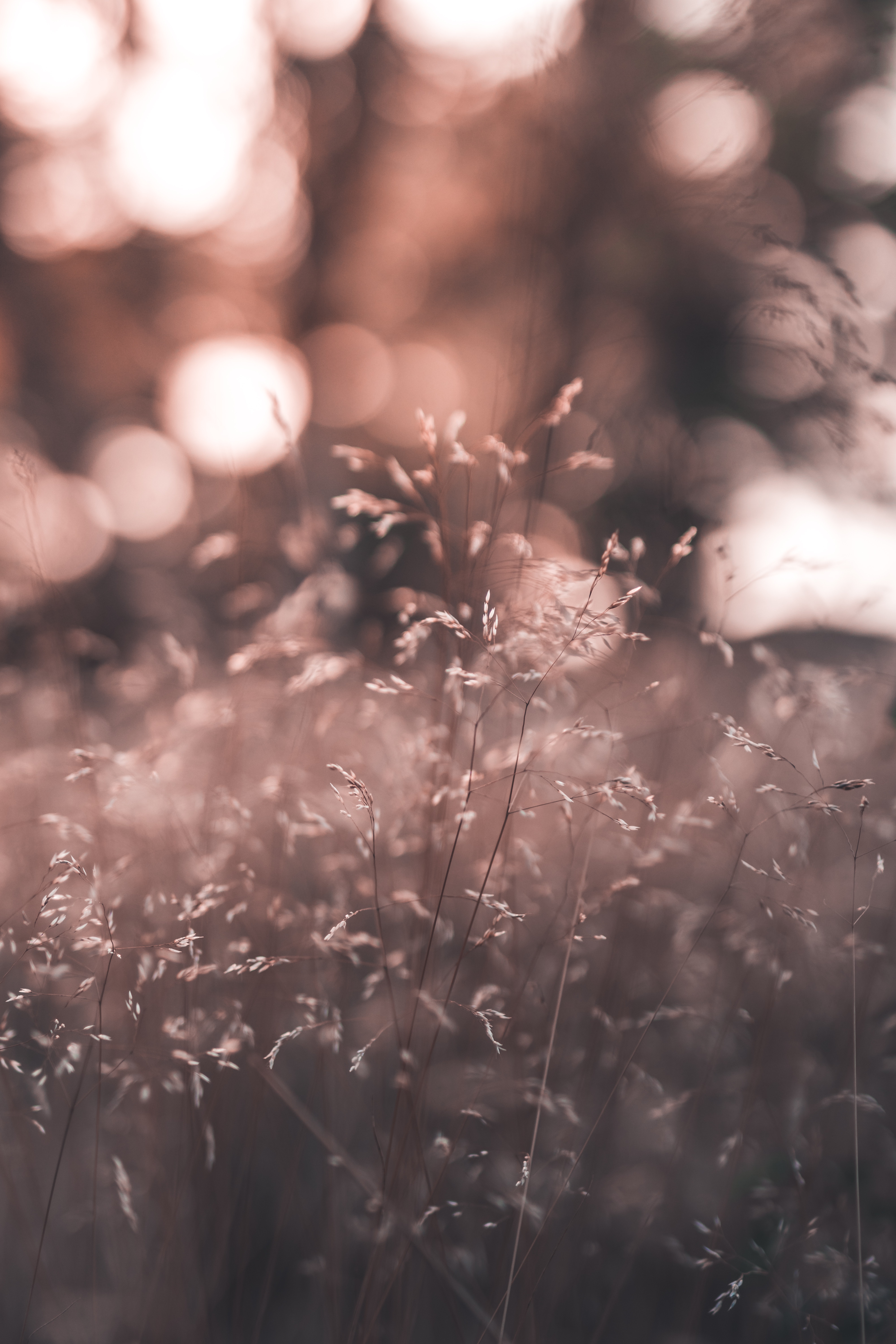 field, glare, grass, plant, macro phone background