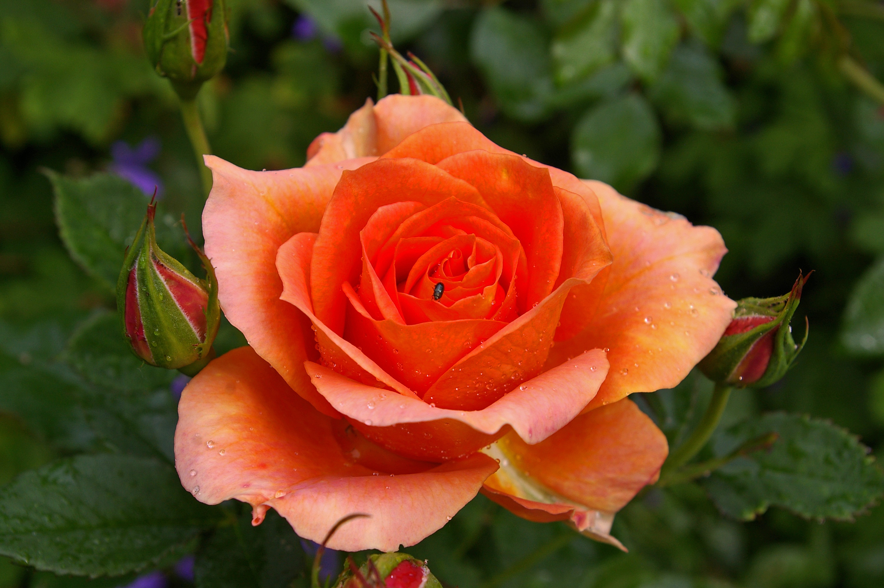 Роза морковная оранжевая